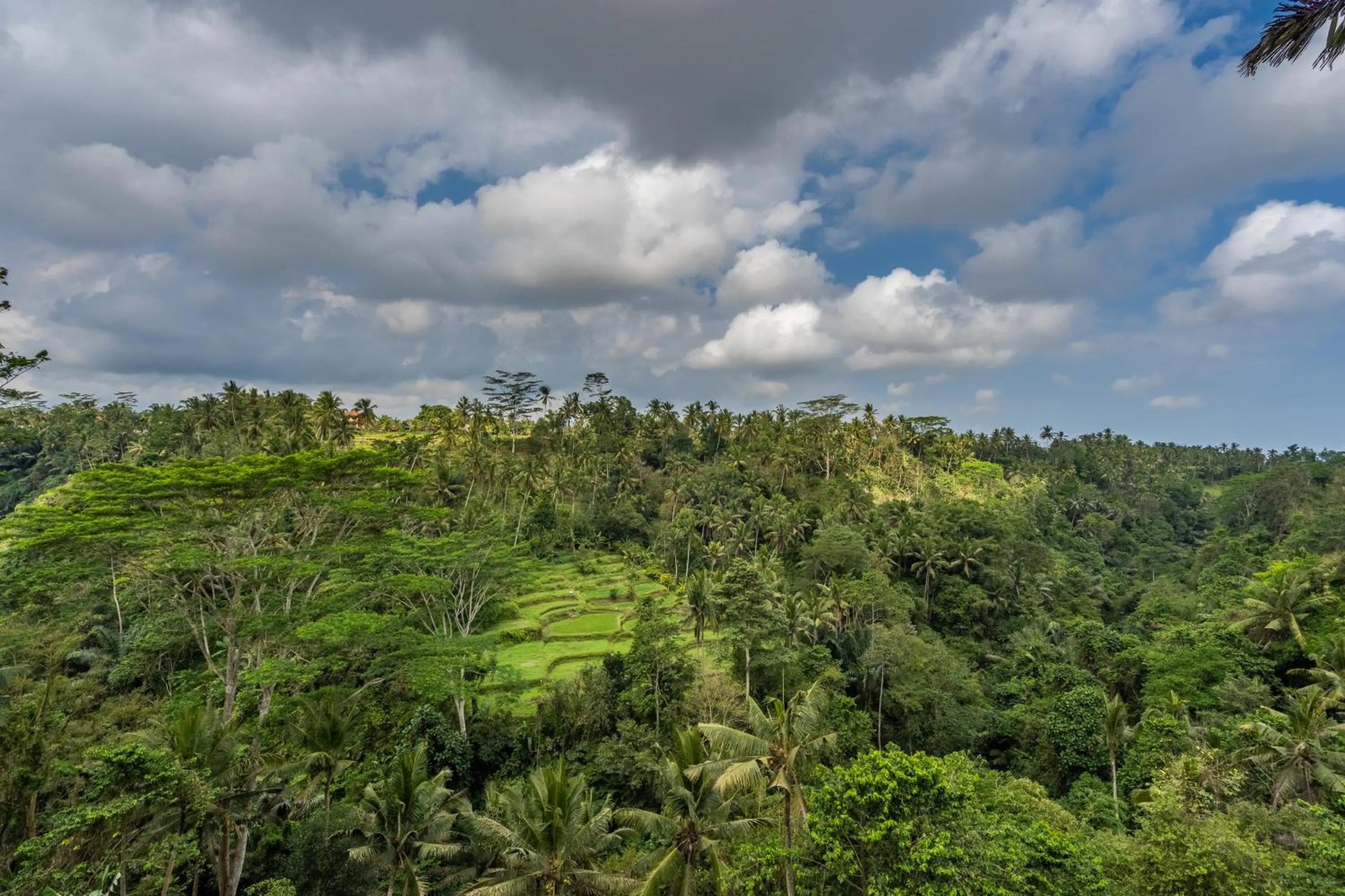 Natural landscape in Tirta Asri Ubud Villa