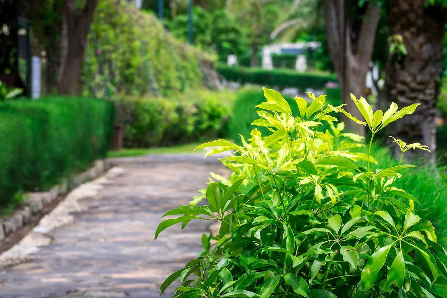 Garden view in Romana Resort & Spa