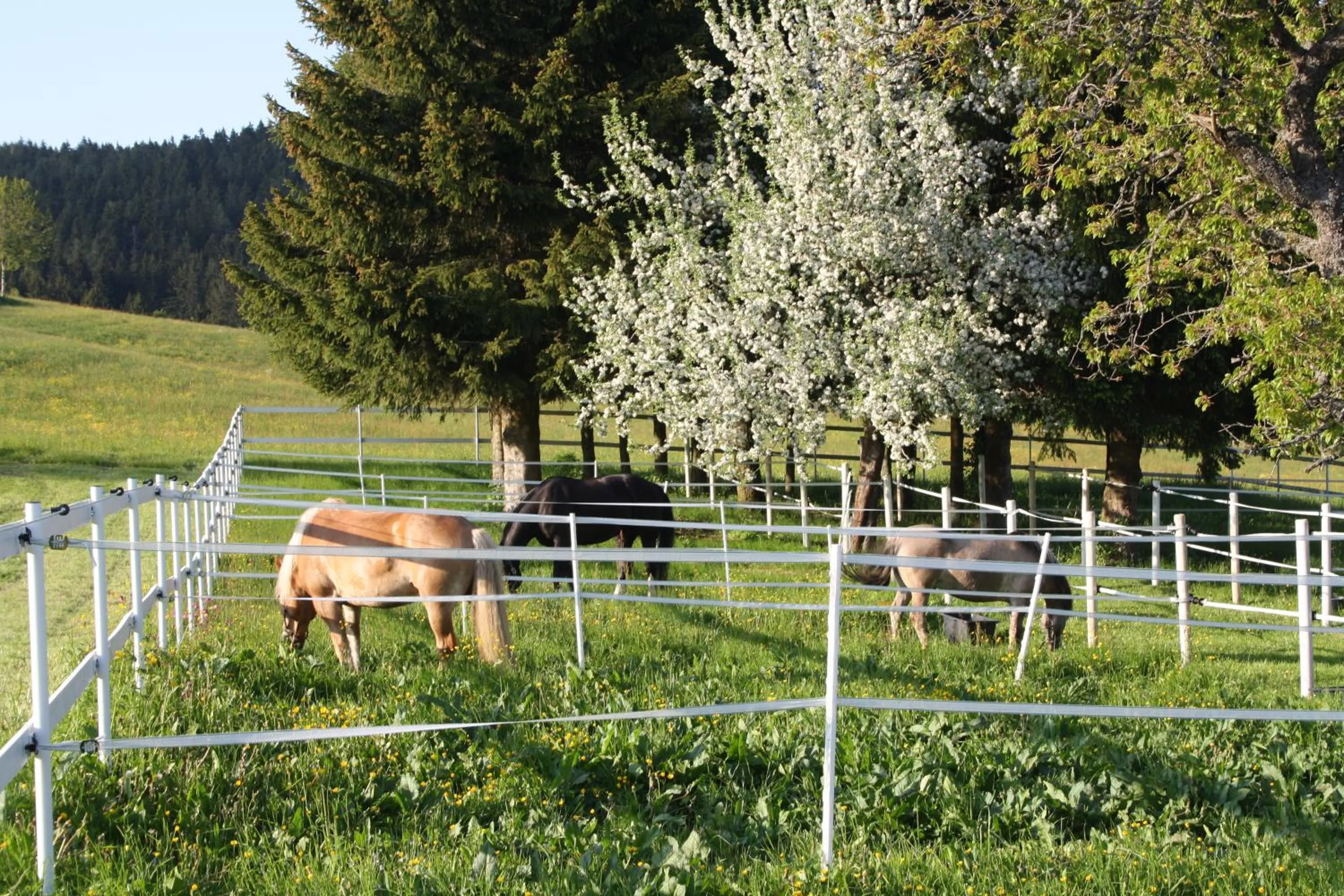 Garden in Landhotel Bartlehof
