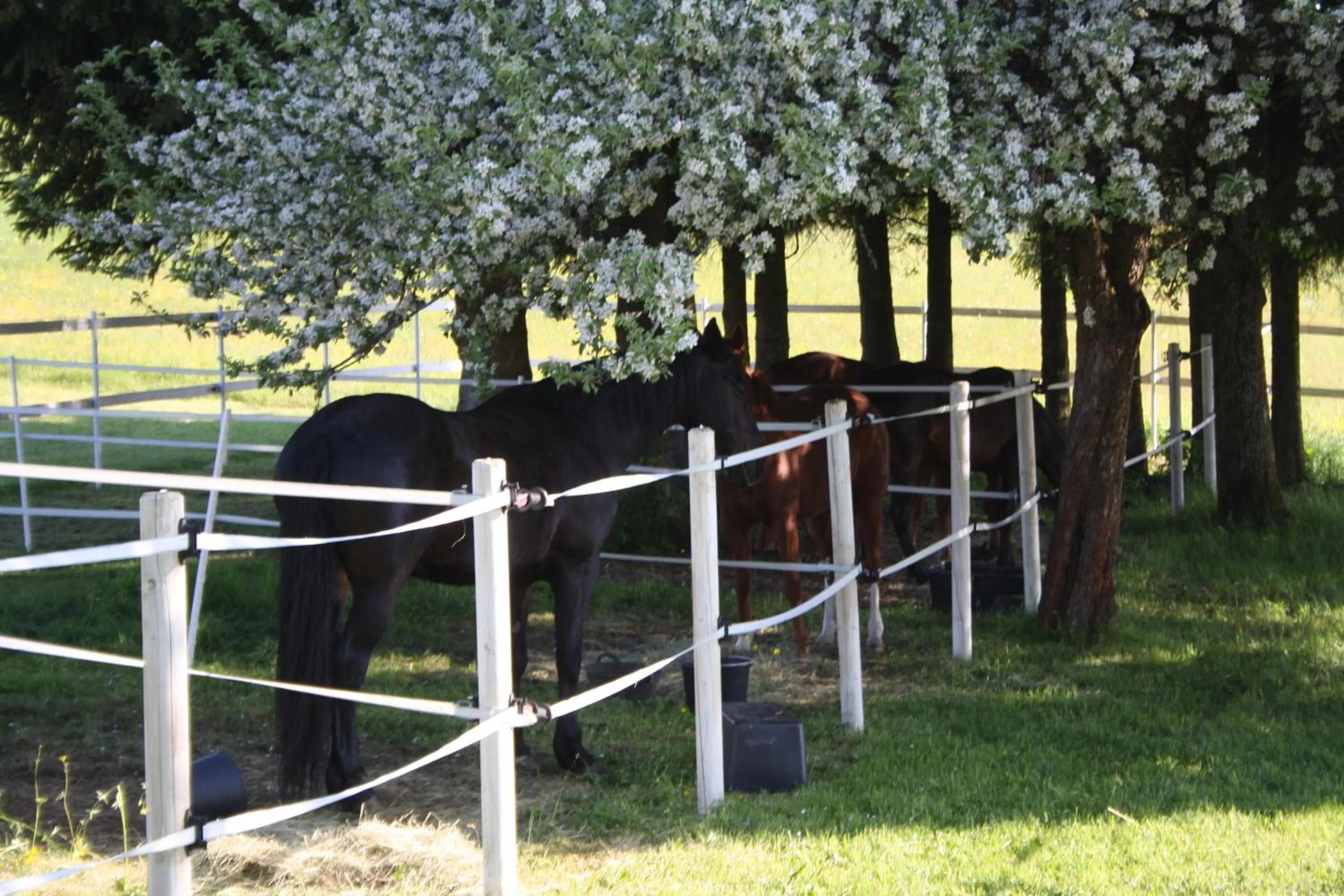 Garden in Landhotel Bartlehof