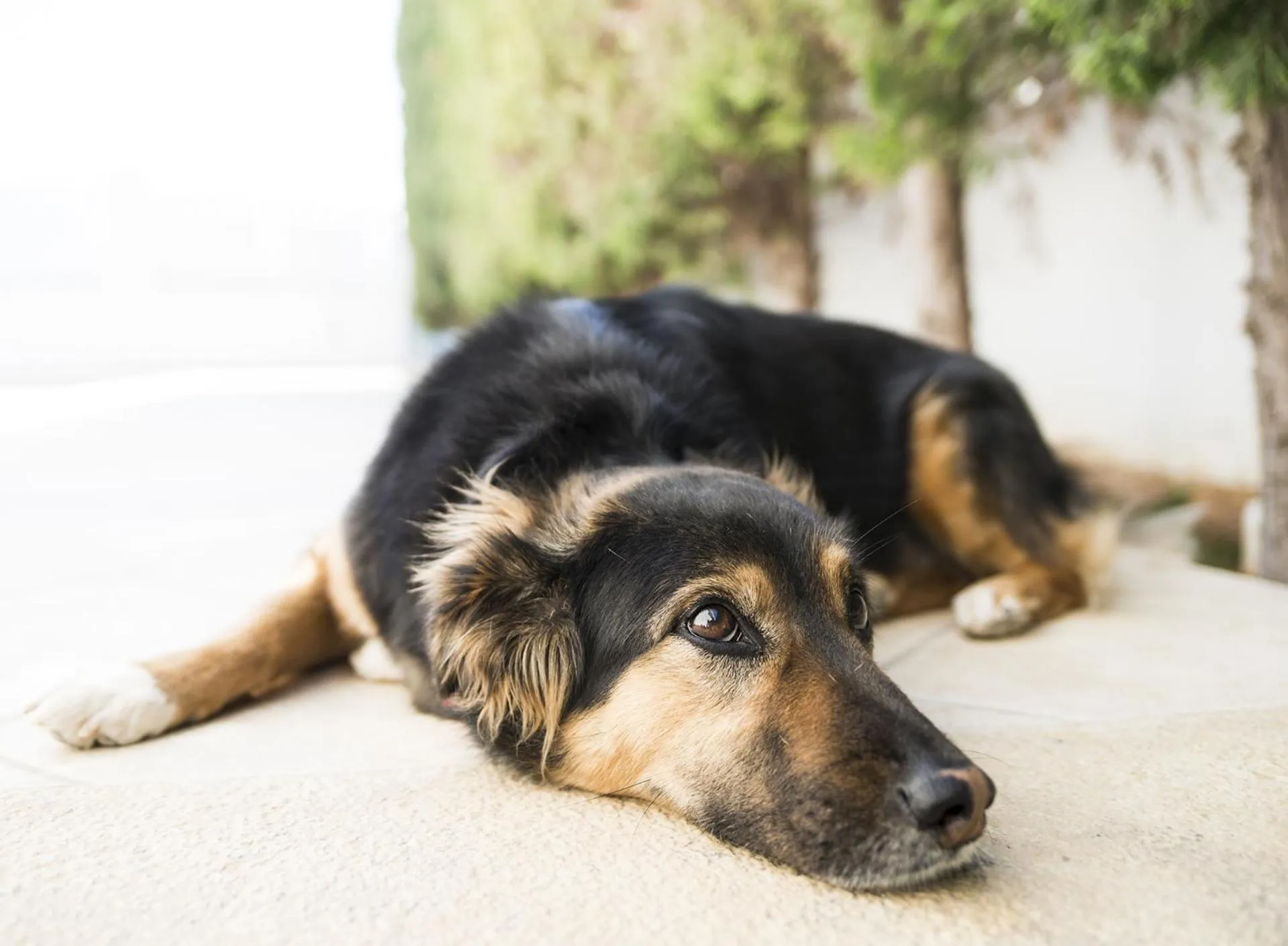 Pets in Villa d'Irene-near athens airport , 200 meters from the beach davis