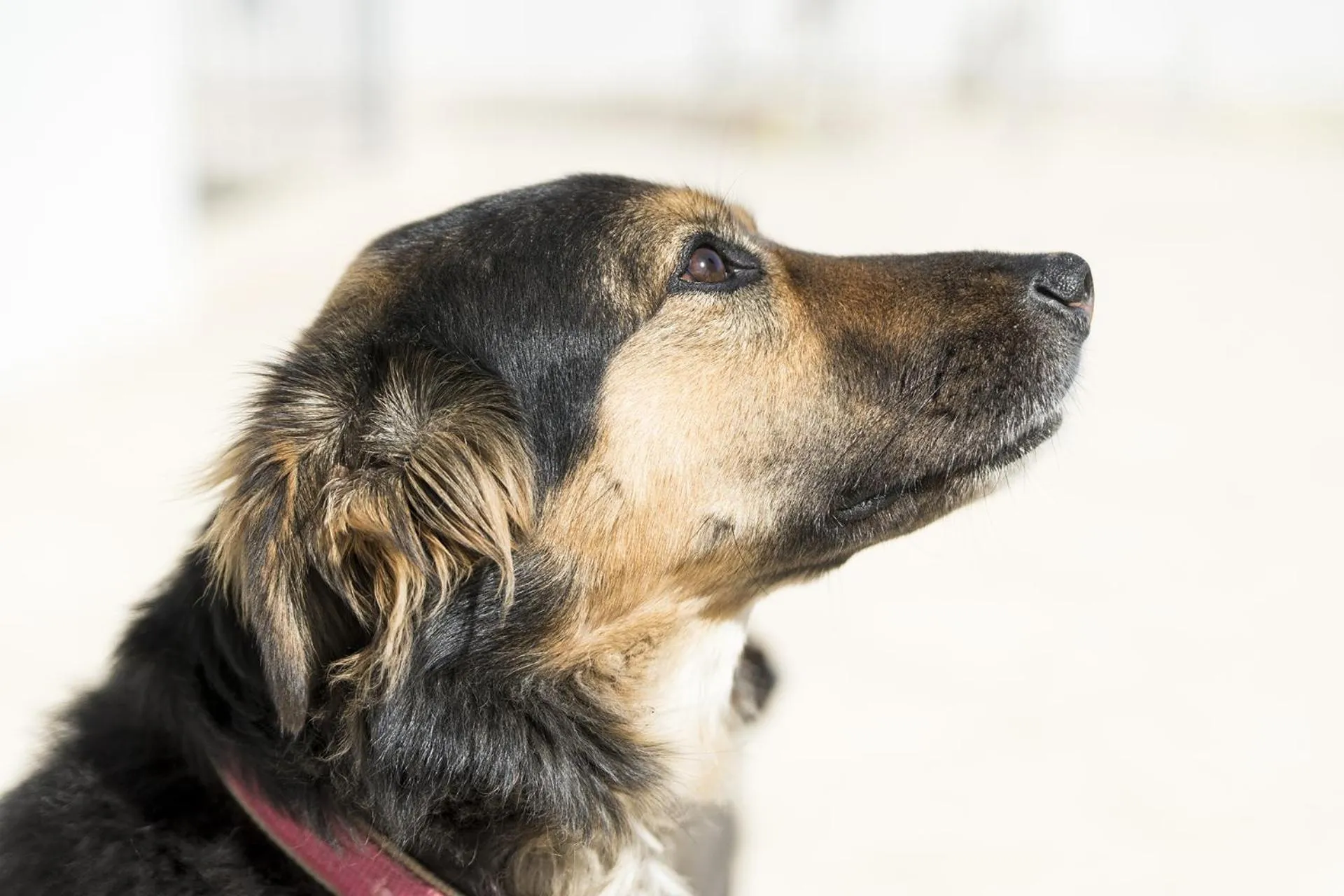 Pets in Villa d'Irene-near athens airport , 200 meters from the beach davis