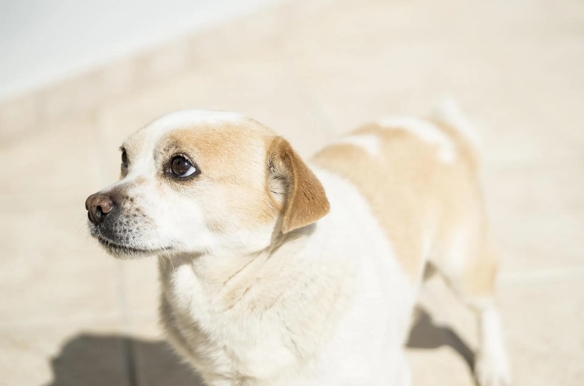 Pets in Villa d'Irene-near athens airport , 200 meters from the beach davis