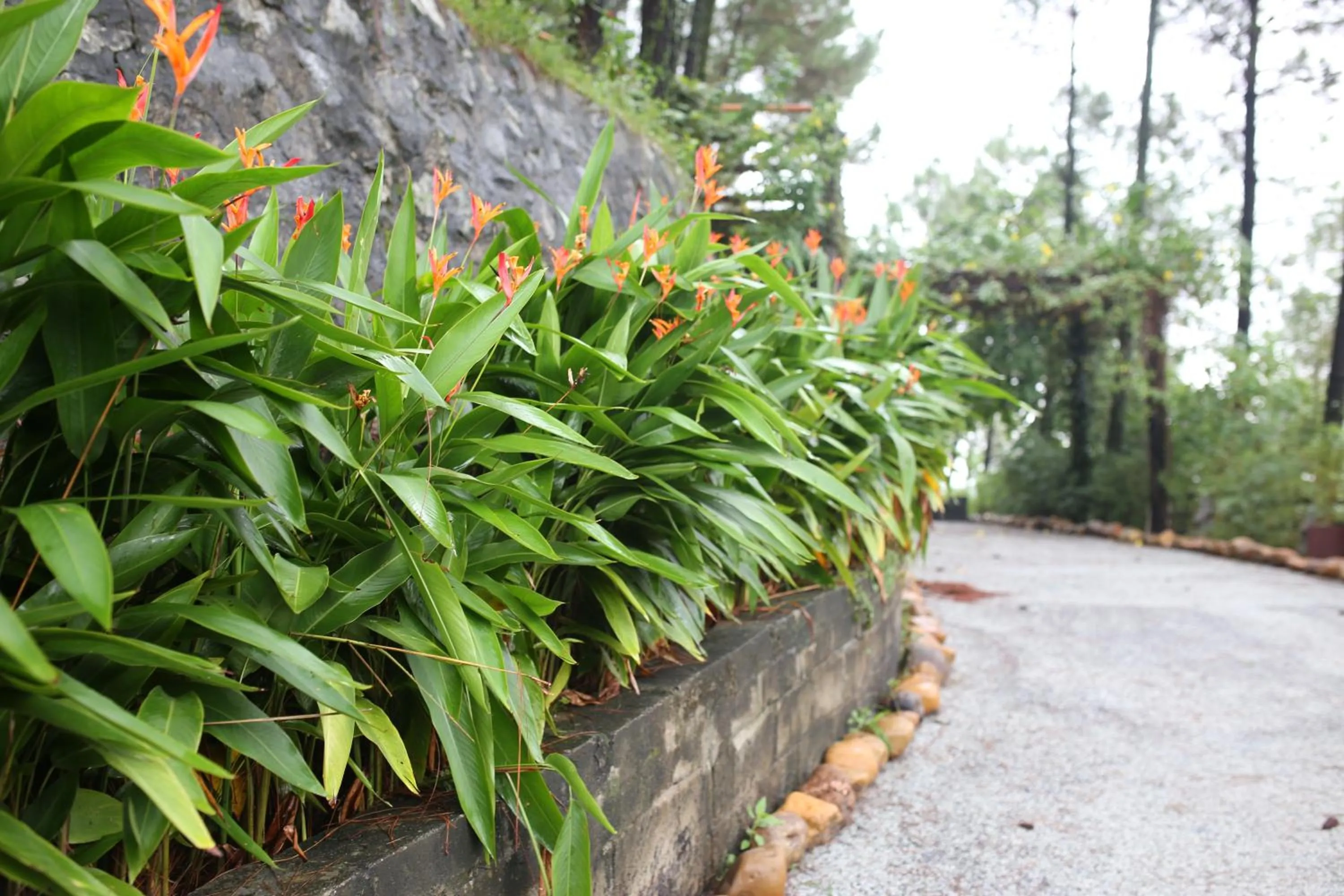 Garden in Sankofa Village Hill Resort & Spa