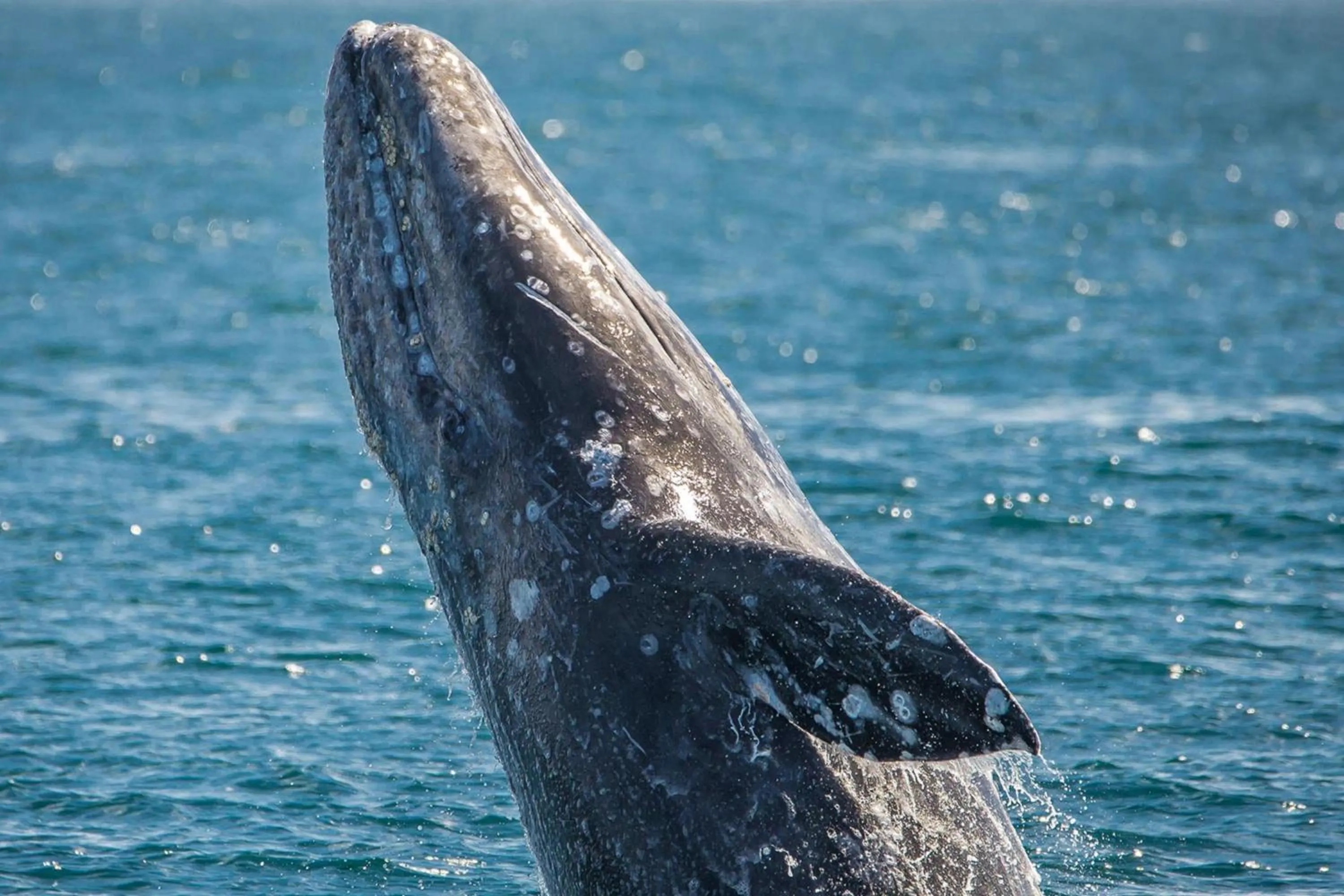 Other in Marriott Long Beach Downtown