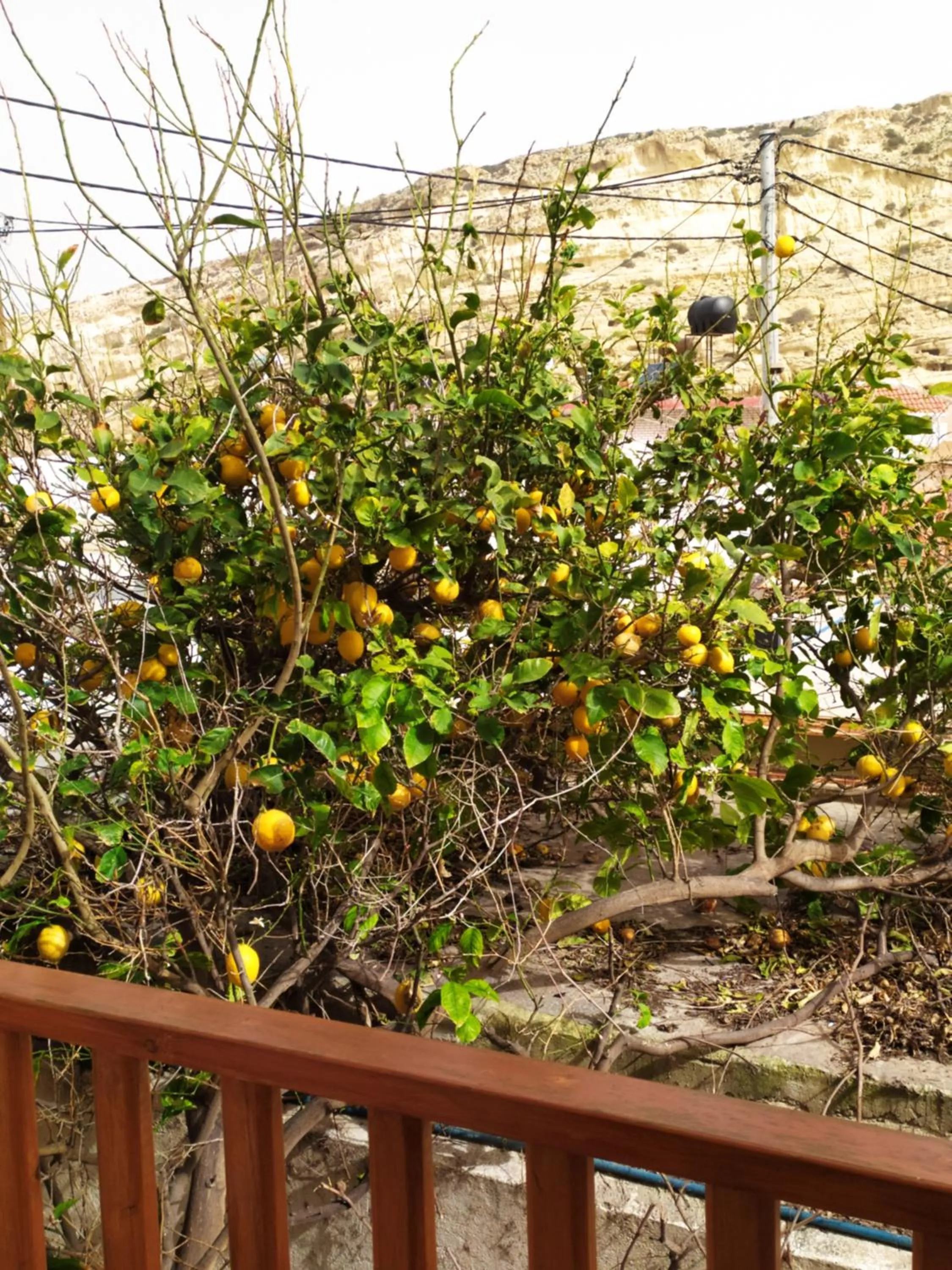 Garden view in Hotel Sofia