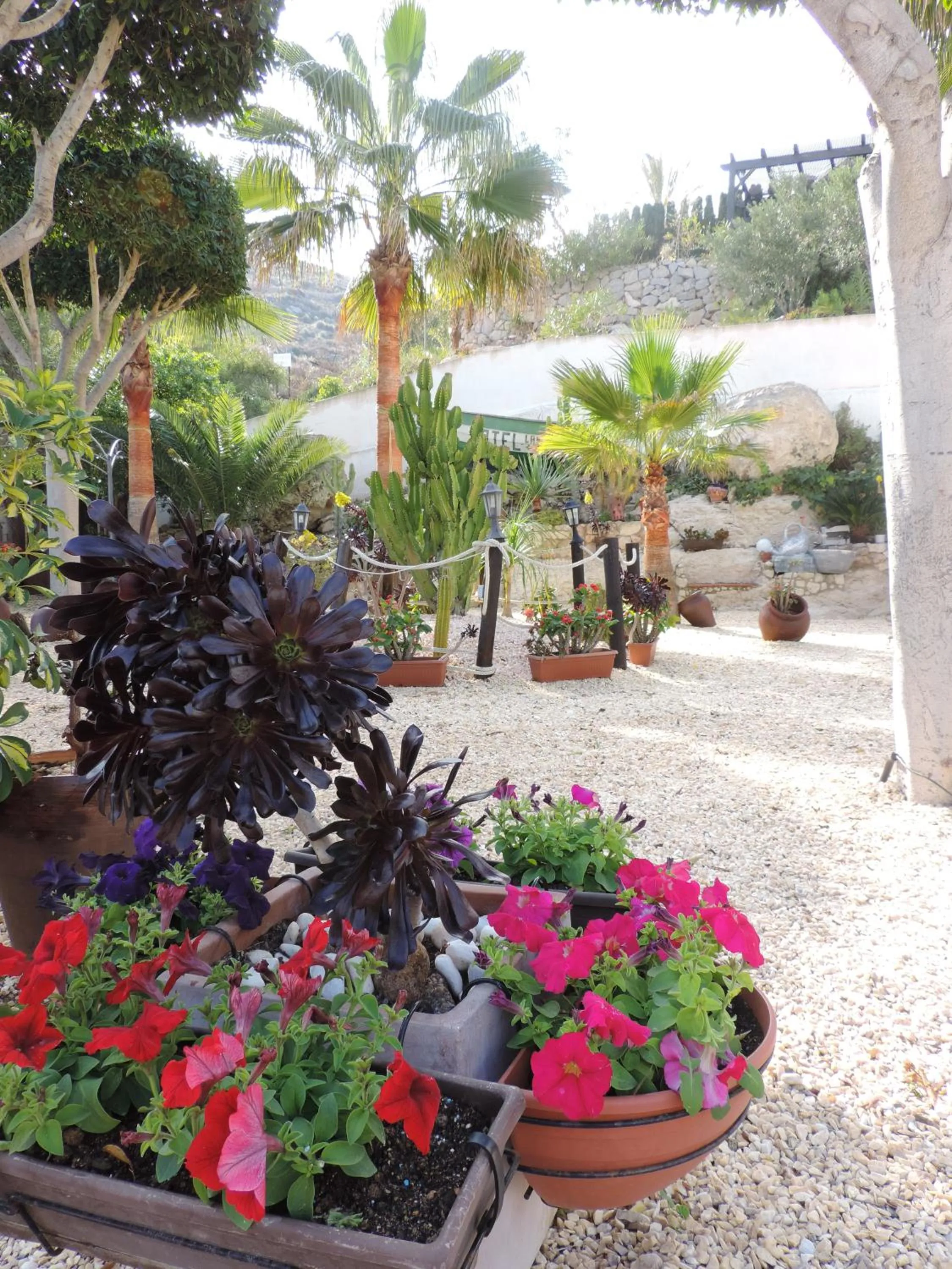 Garden in Hotel las Calas