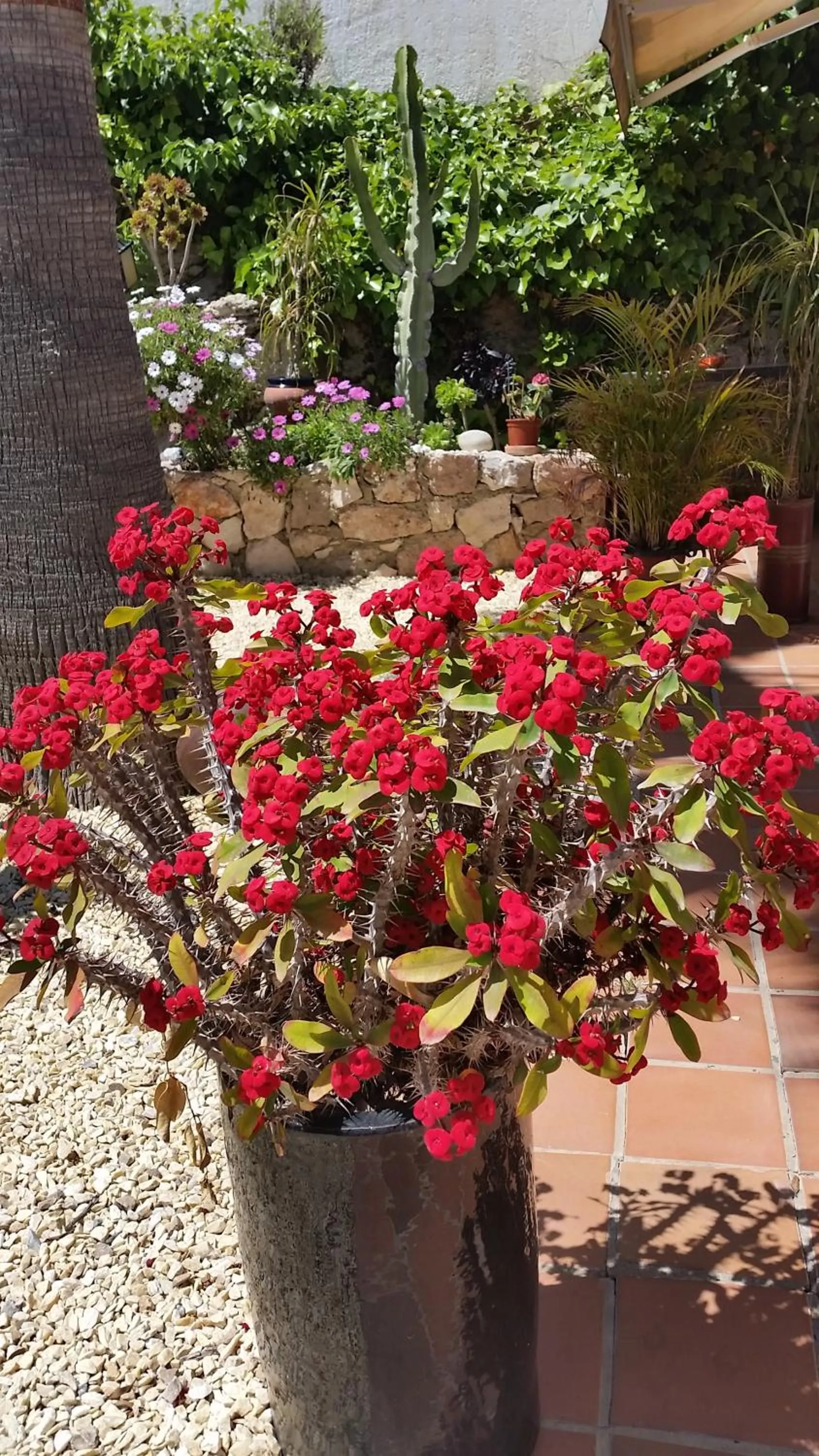 Garden in Hotel las Calas