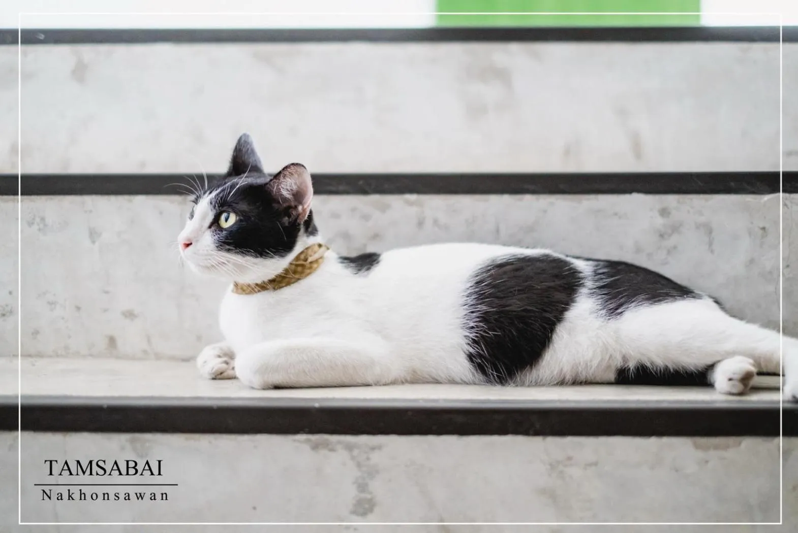 Animals in Tamsabai hotel