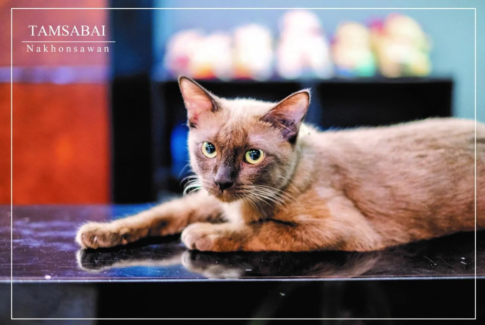 Animals in Tamsabai hotel