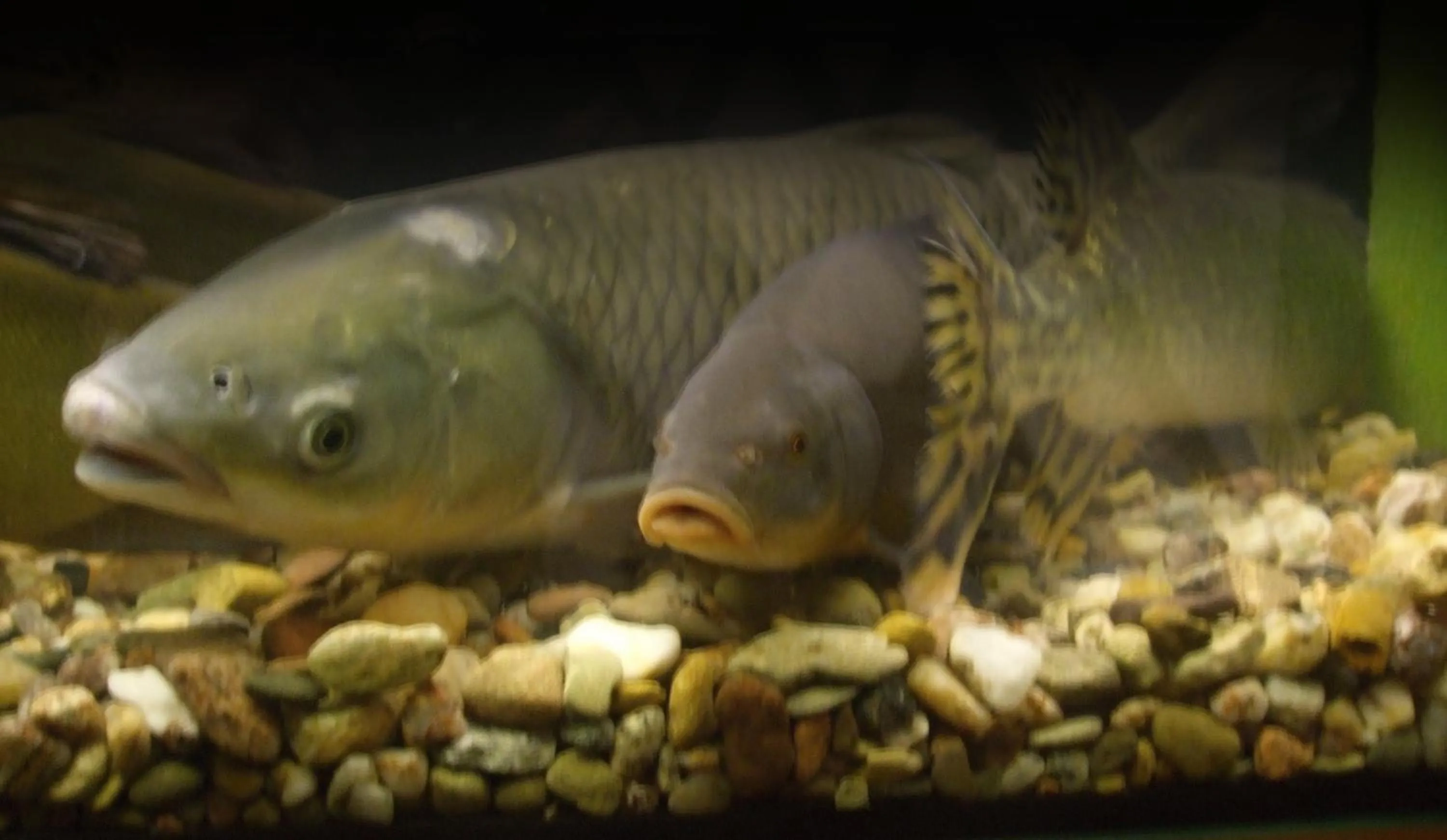 Decorative detail in Hotel Selsky Dvur