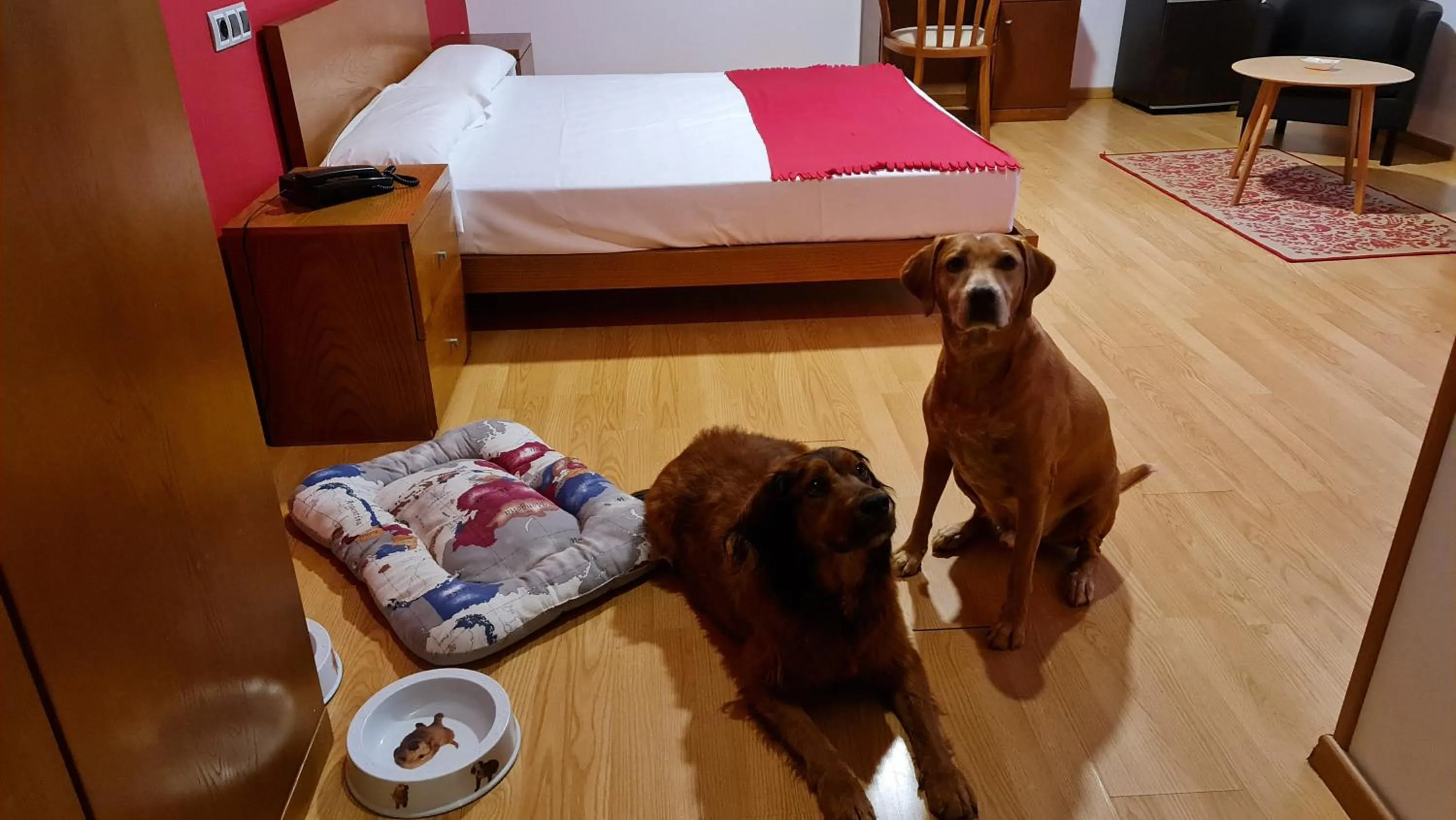 Pets in Hotel Ciudad de Corella