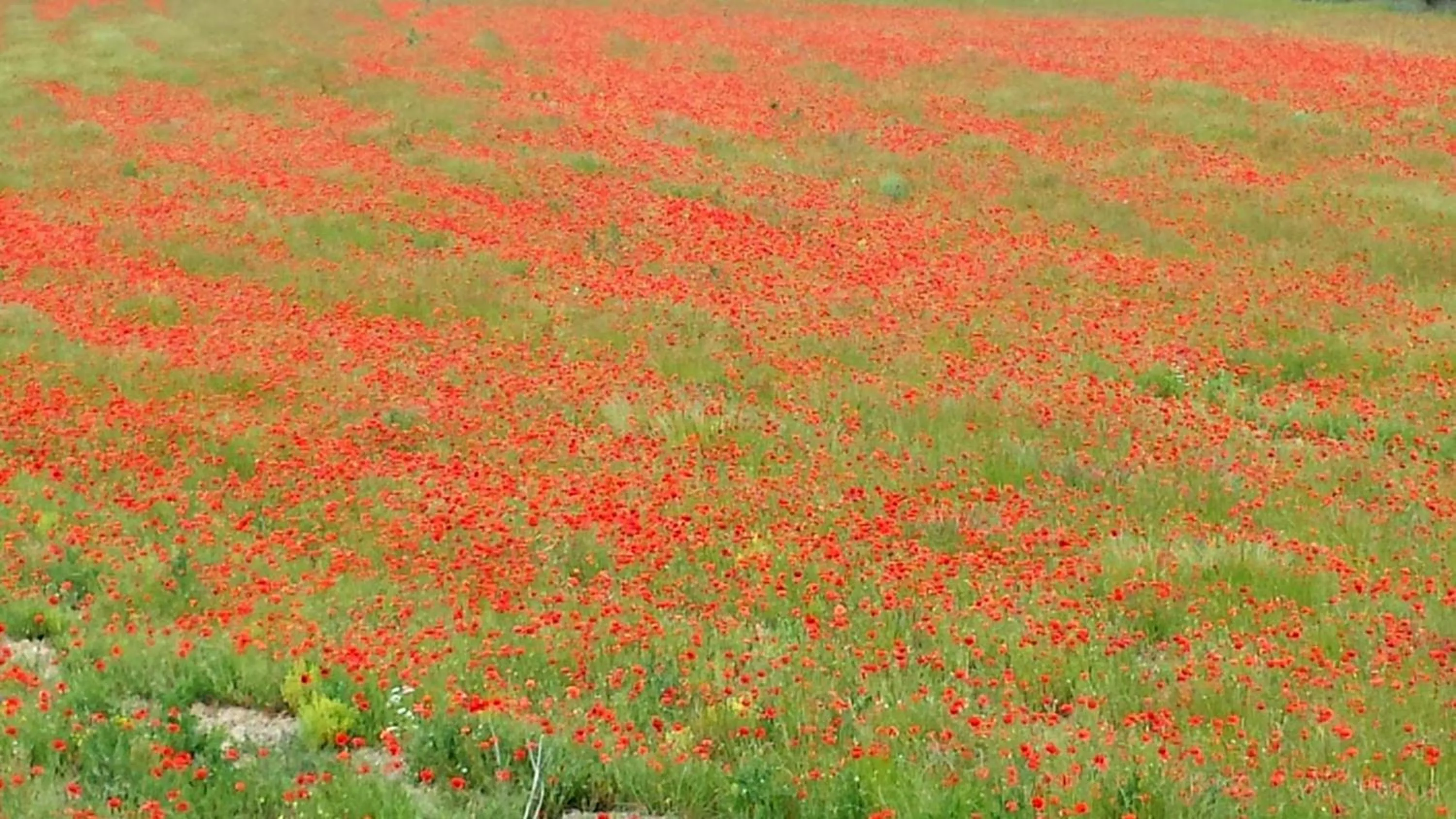 Other in Les Terrasses - Gordes