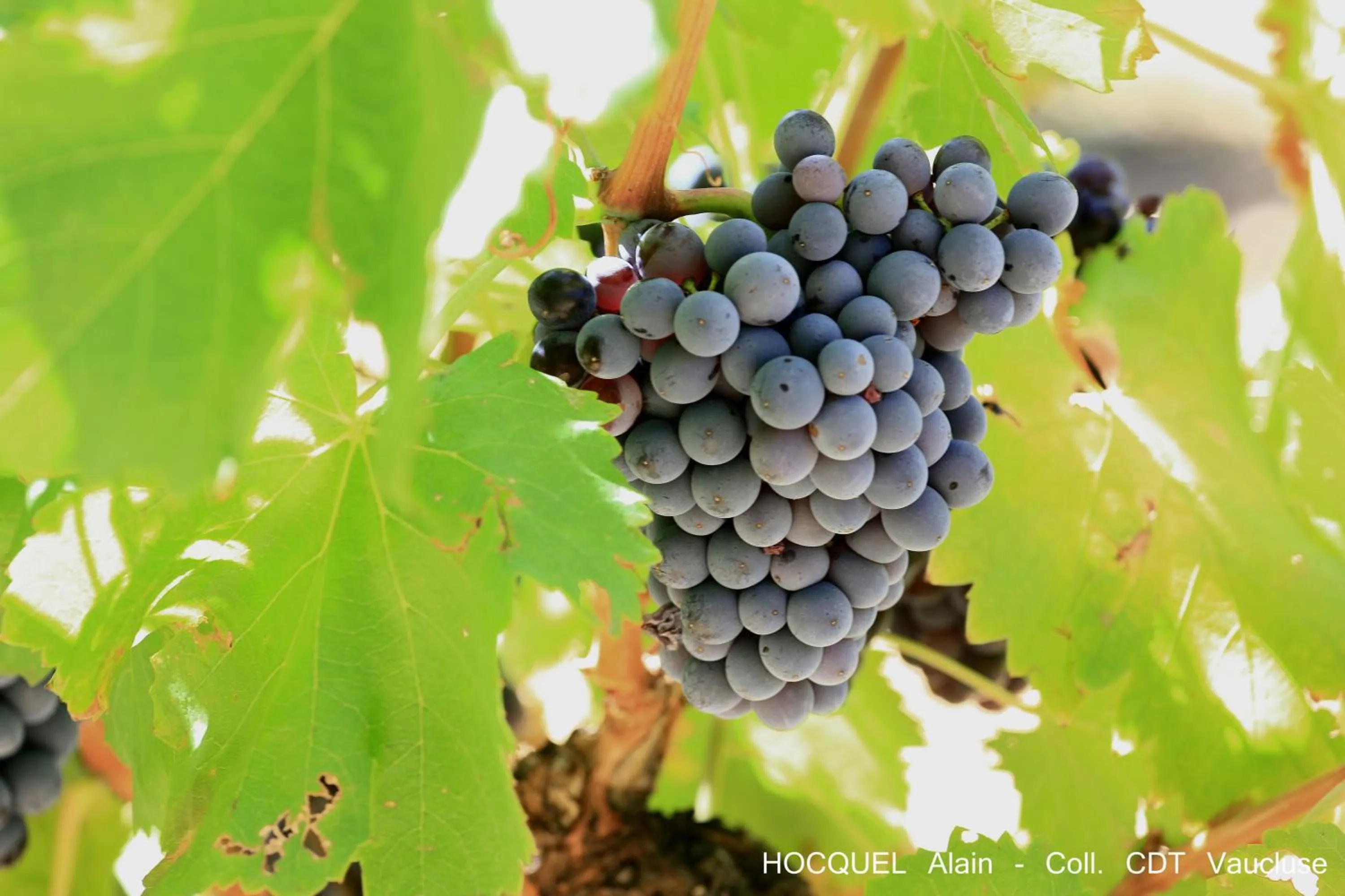 Other in Les Terrasses - Gordes