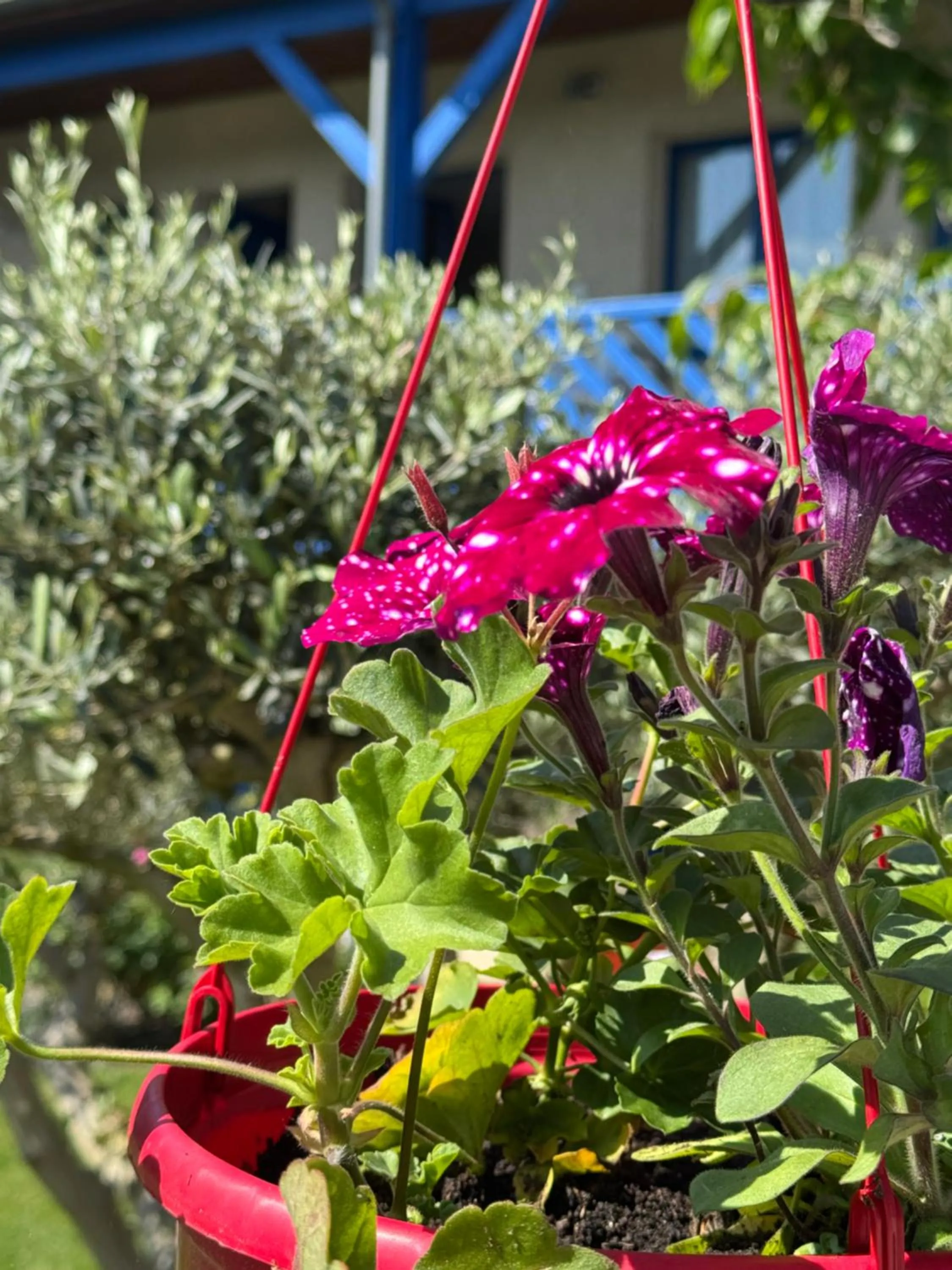 Garden in Cit'Hotel Capricorne