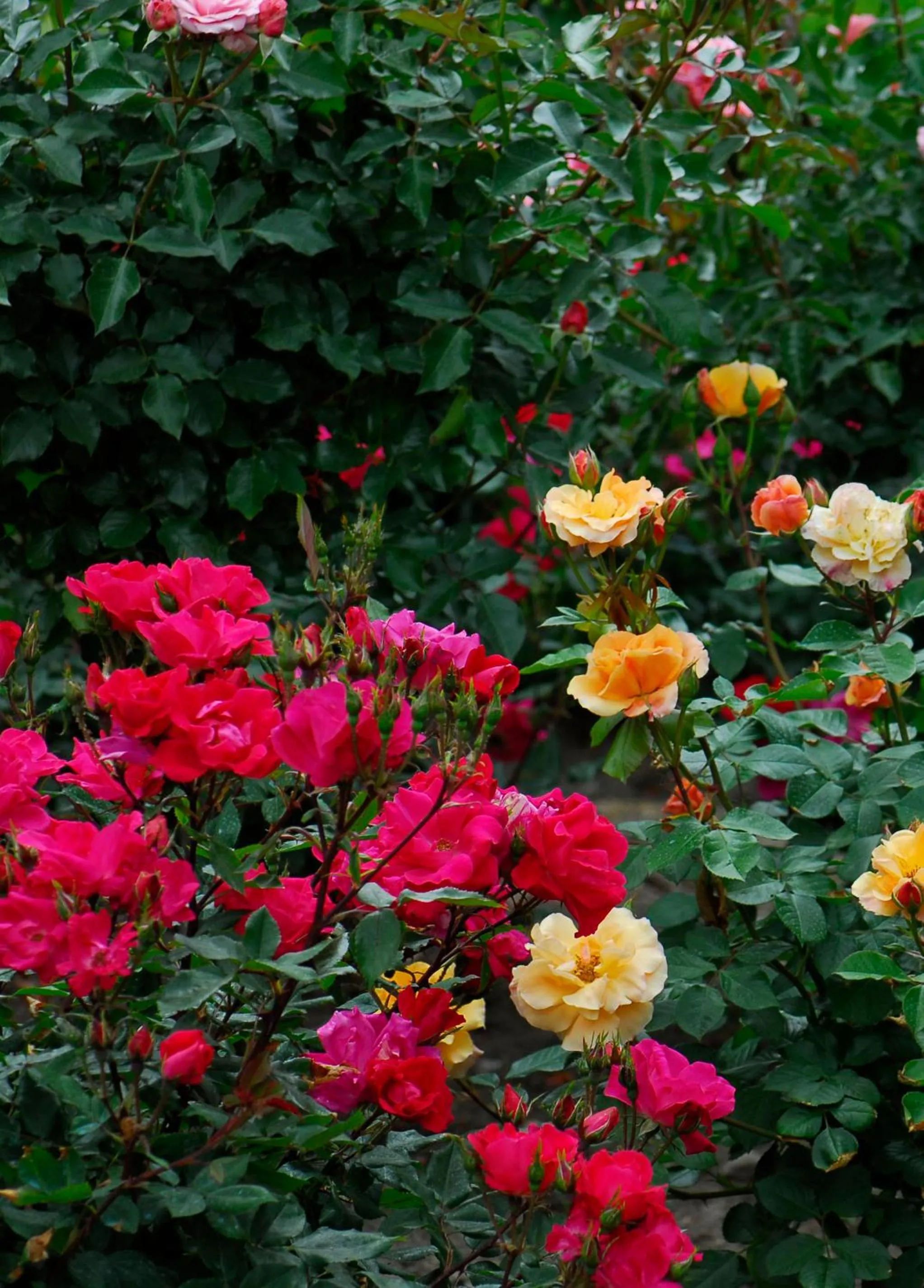 Garden in El Jardín del Convento, Casa Rural