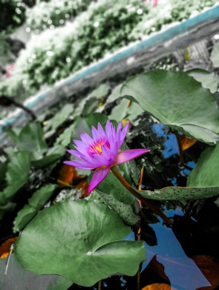 Elliot Nature Resort