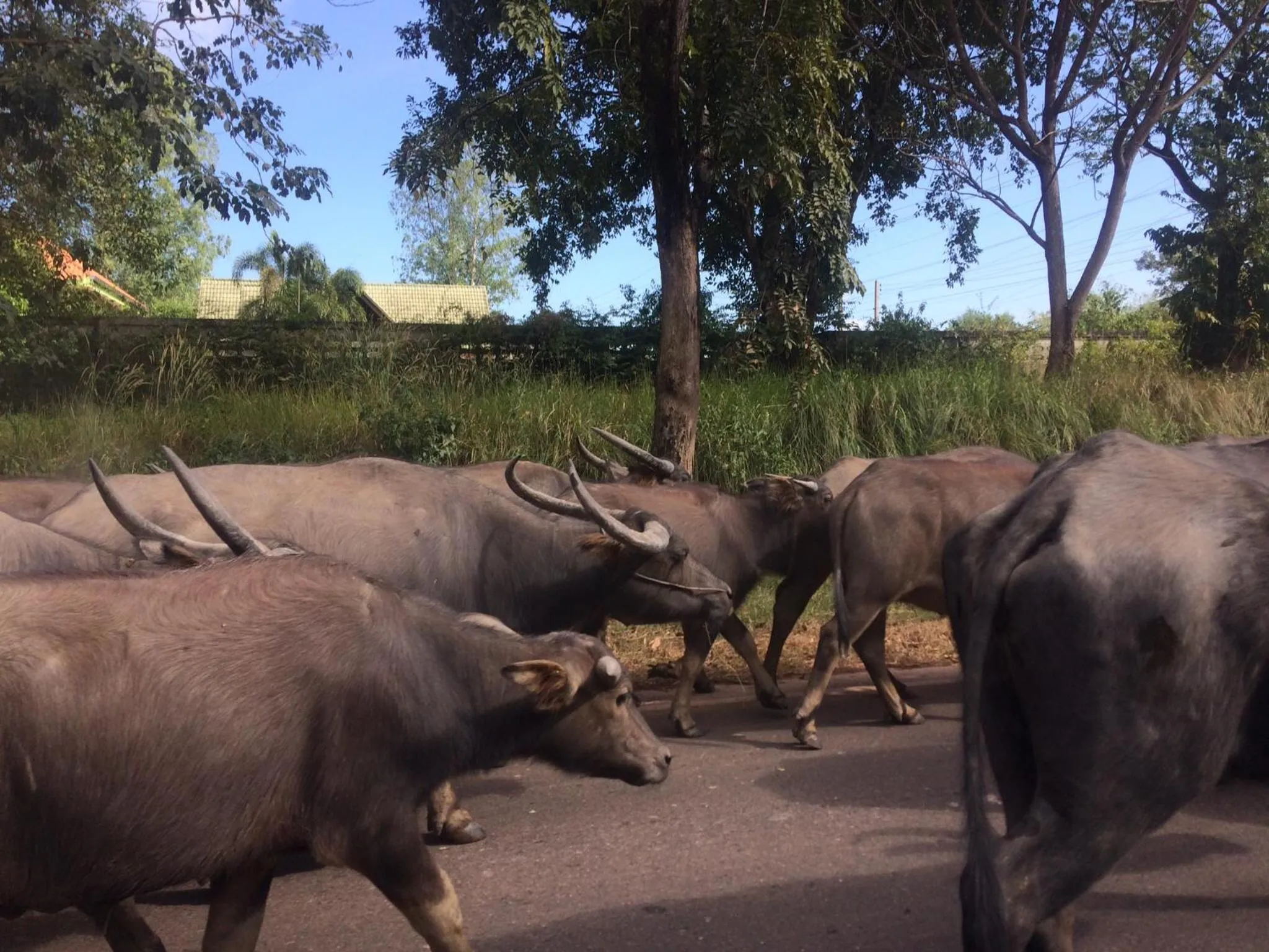 B&B Forest Hill Khao Yai