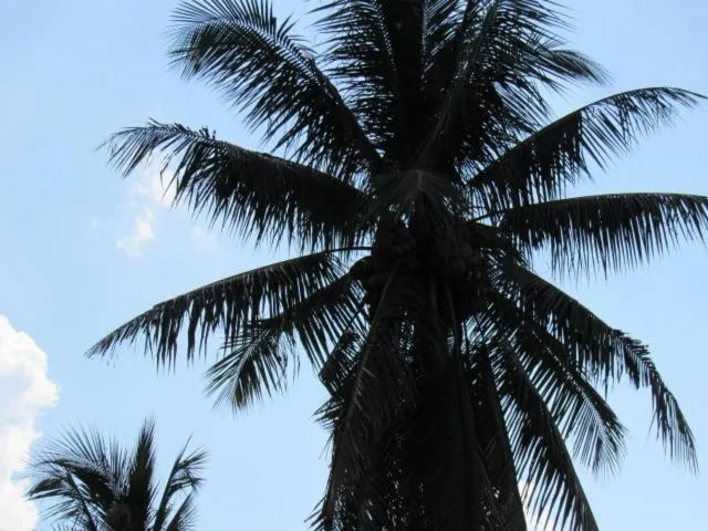 B&B Forest Hill Khao Yai