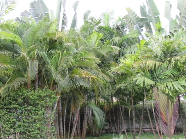 B&B Forest Hill Khao Yai