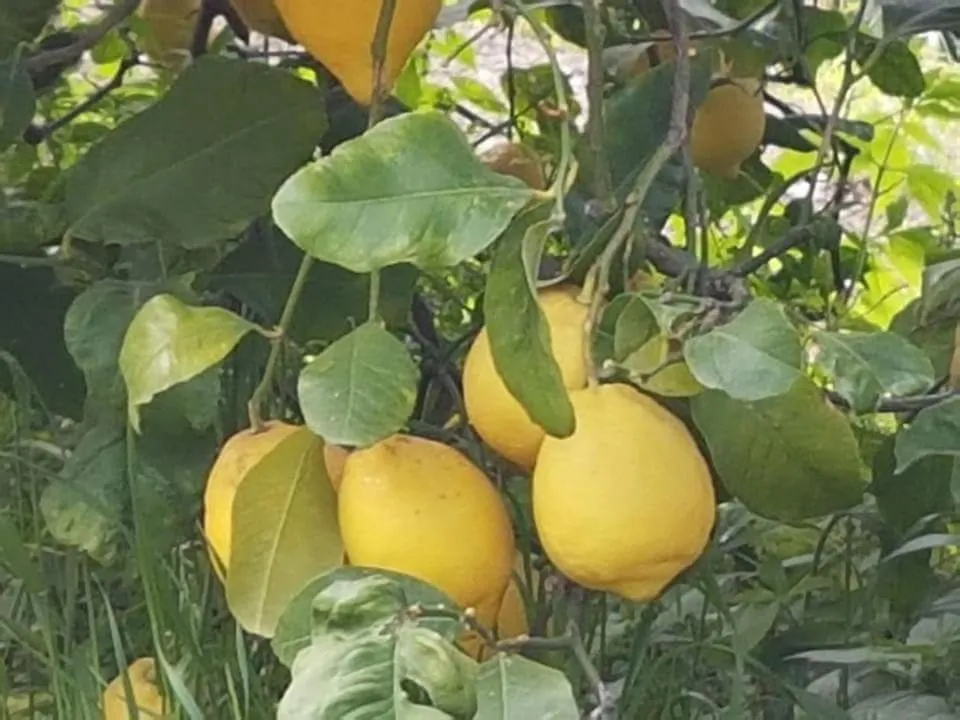 Agriturismo A do' Cumparone