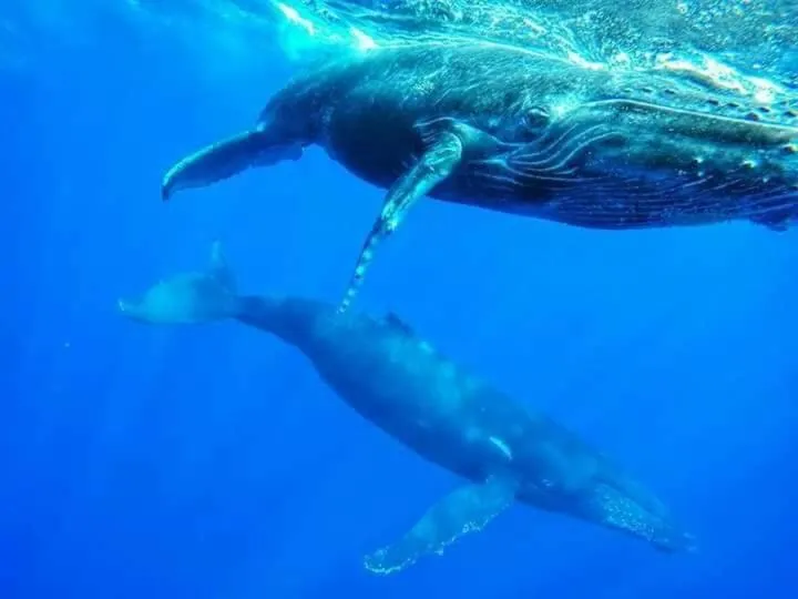 Activities in Flo Villa