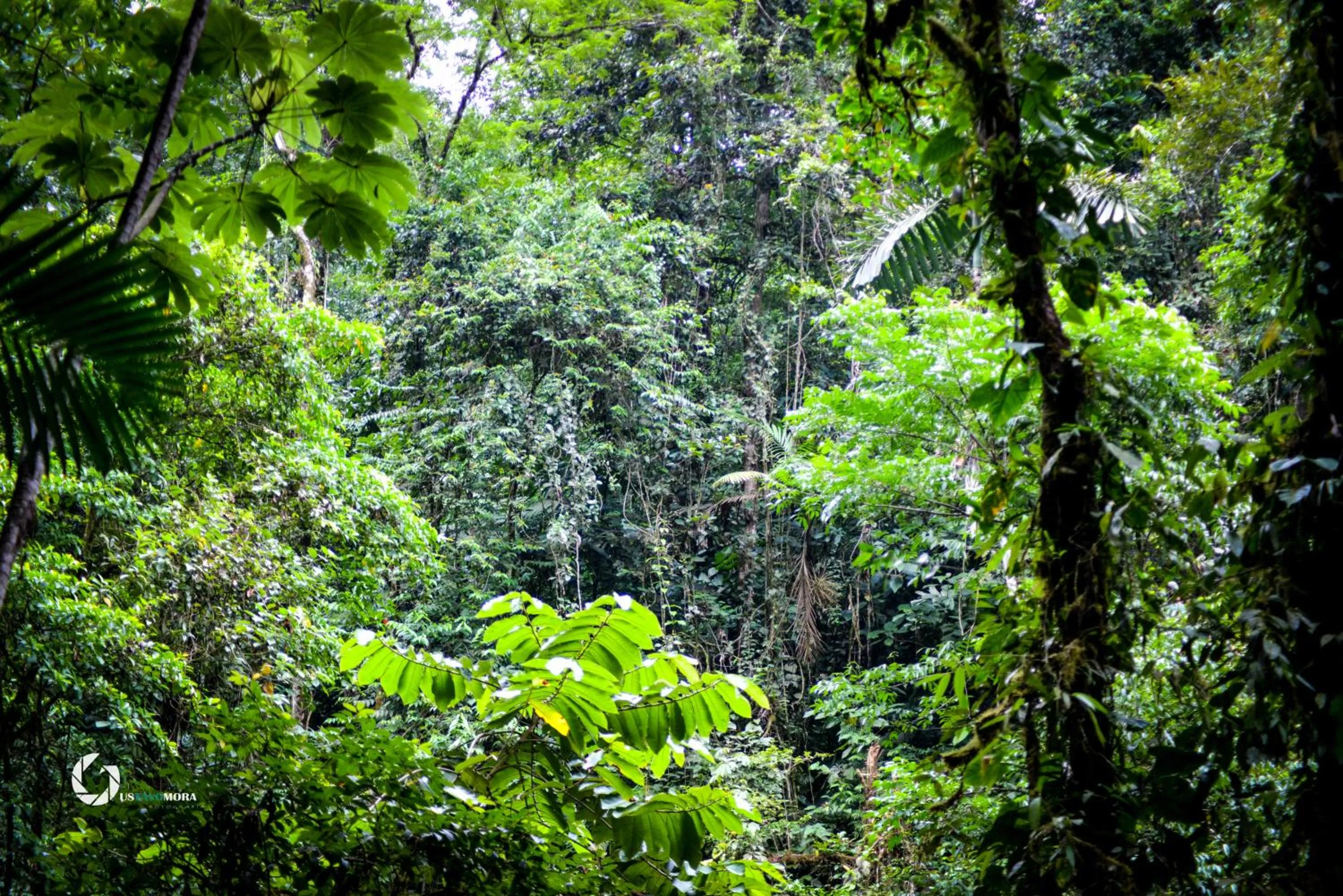 Garden view in Princesa de la Luna Ecolodge