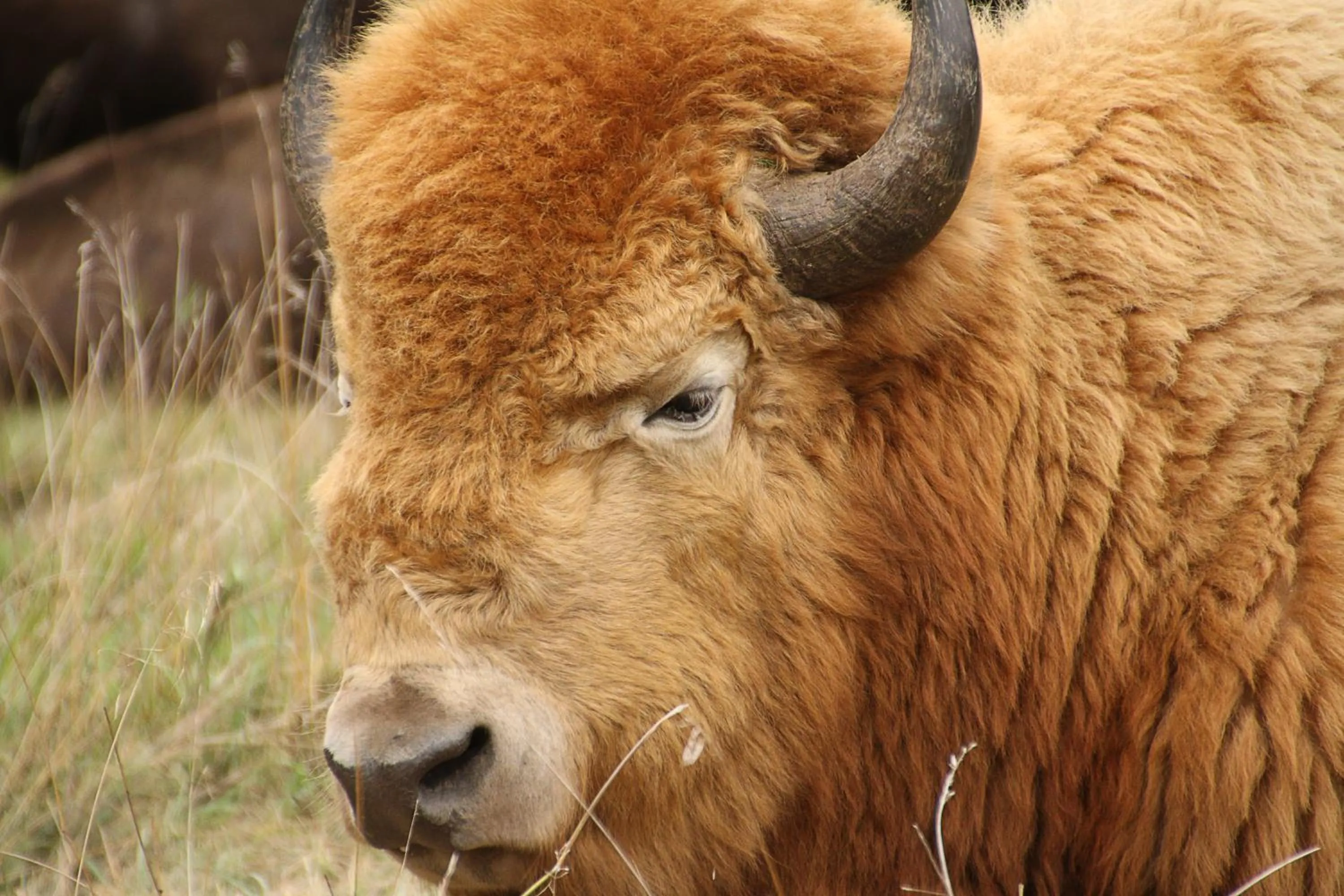 Animals in ReWild Ranch LLC