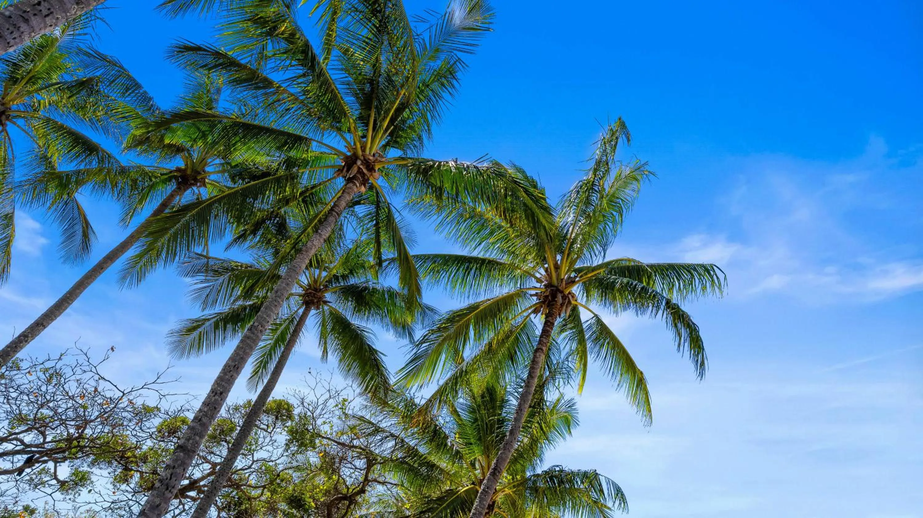 Trinity Beach Pacific