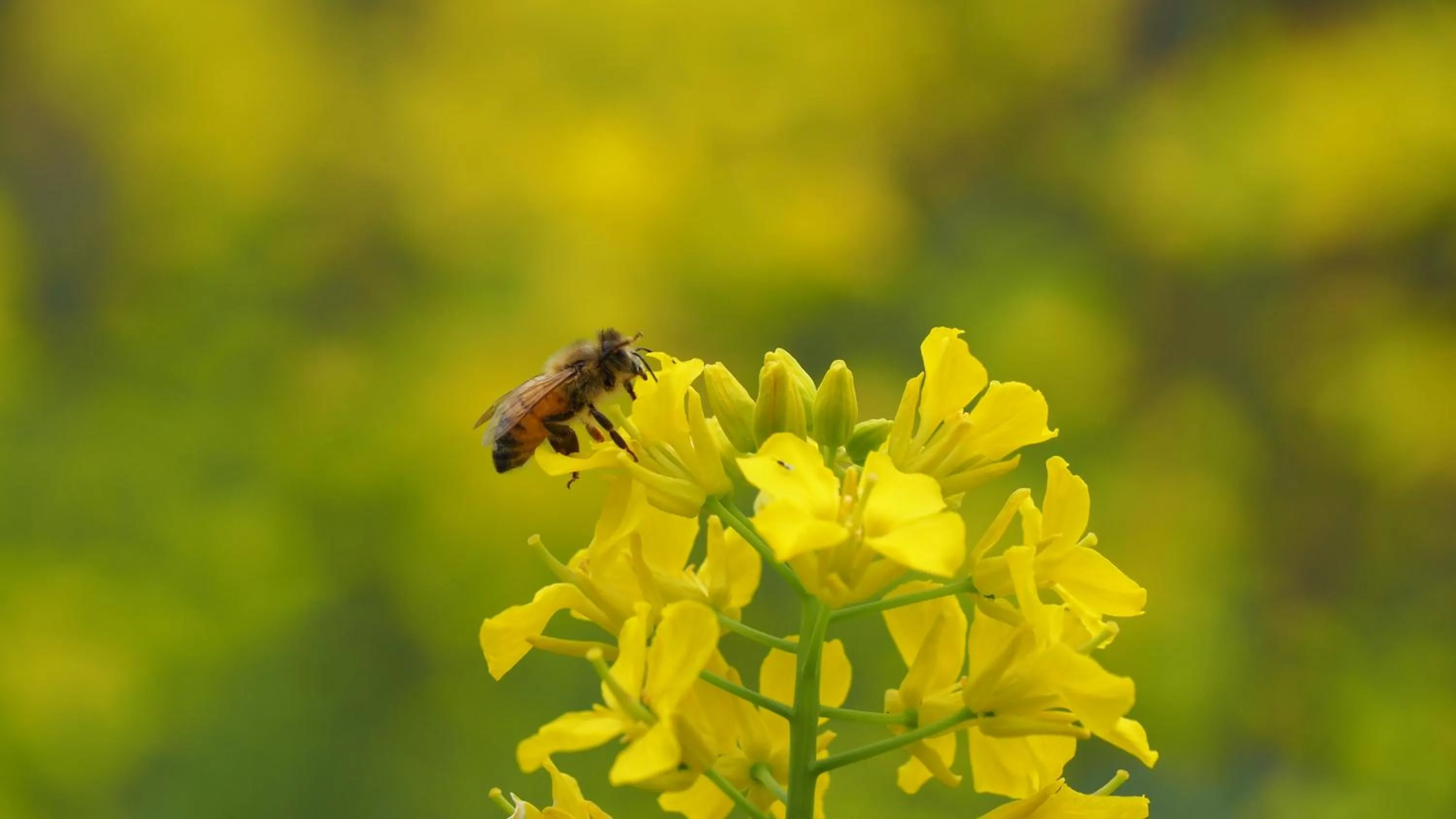 Pension KUROSHIOMARU
