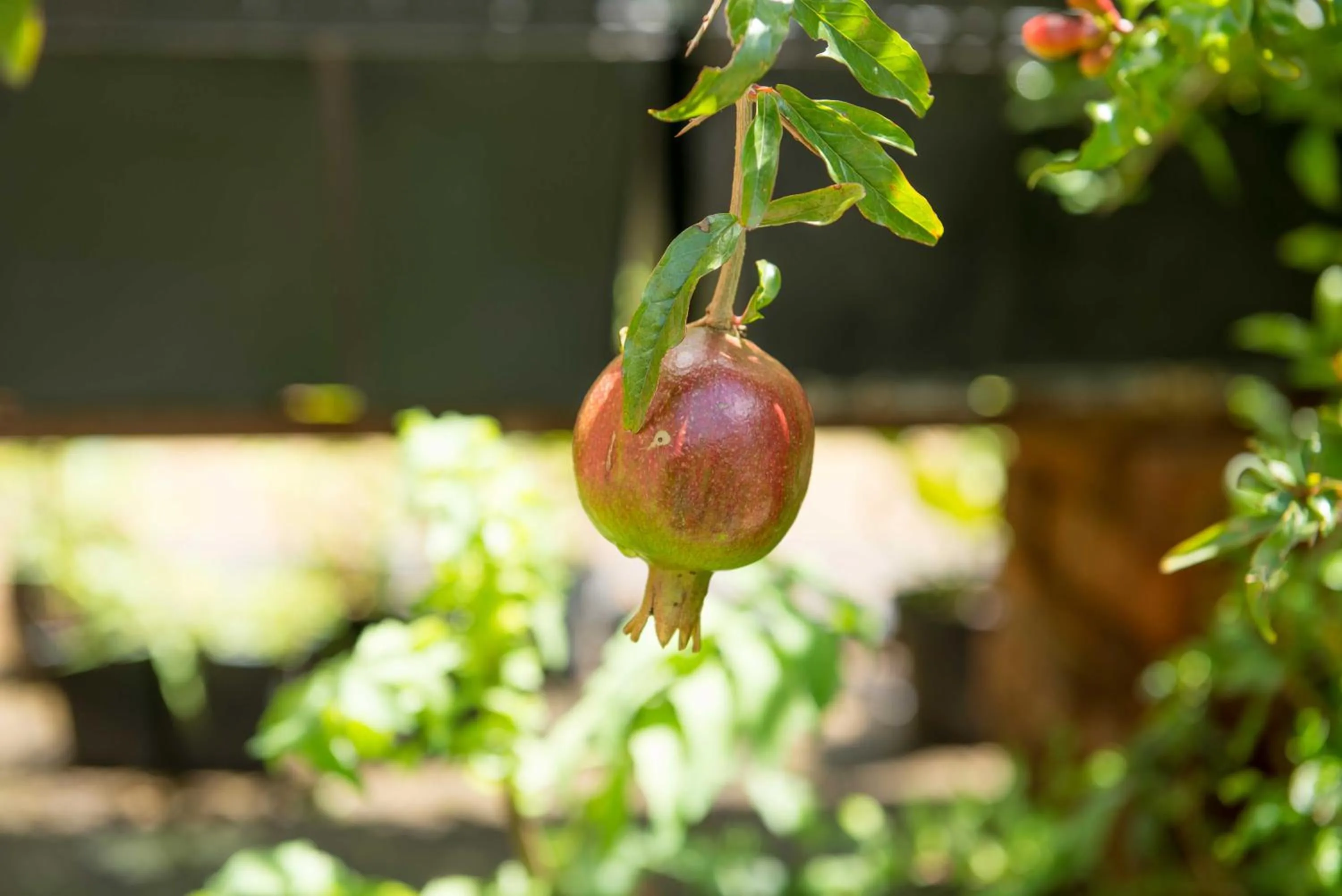 Off site in Casa Estrella de la Valenciana Hotel Boutique