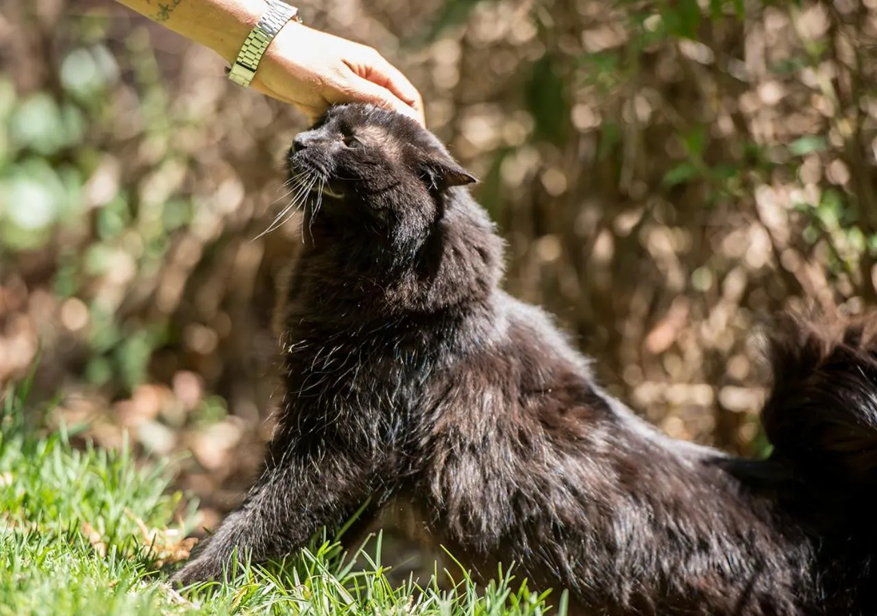 Animals in Casa Estrella de la Valenciana Hotel Boutique