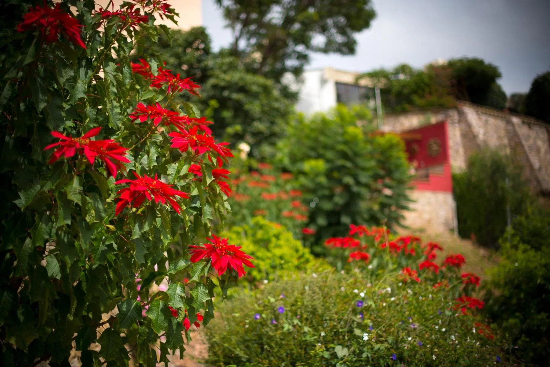 Garden in Casa Estrella de la Valenciana Hotel Boutique