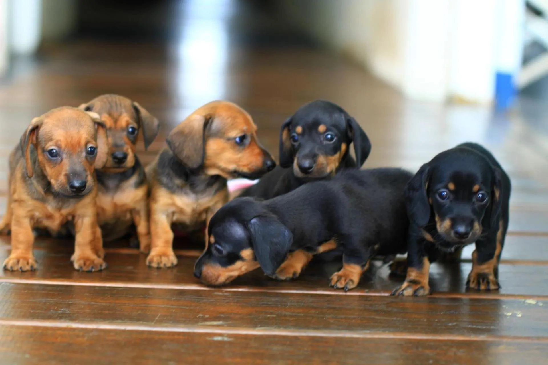 Pets in Kenting Ocean Paradise Resort