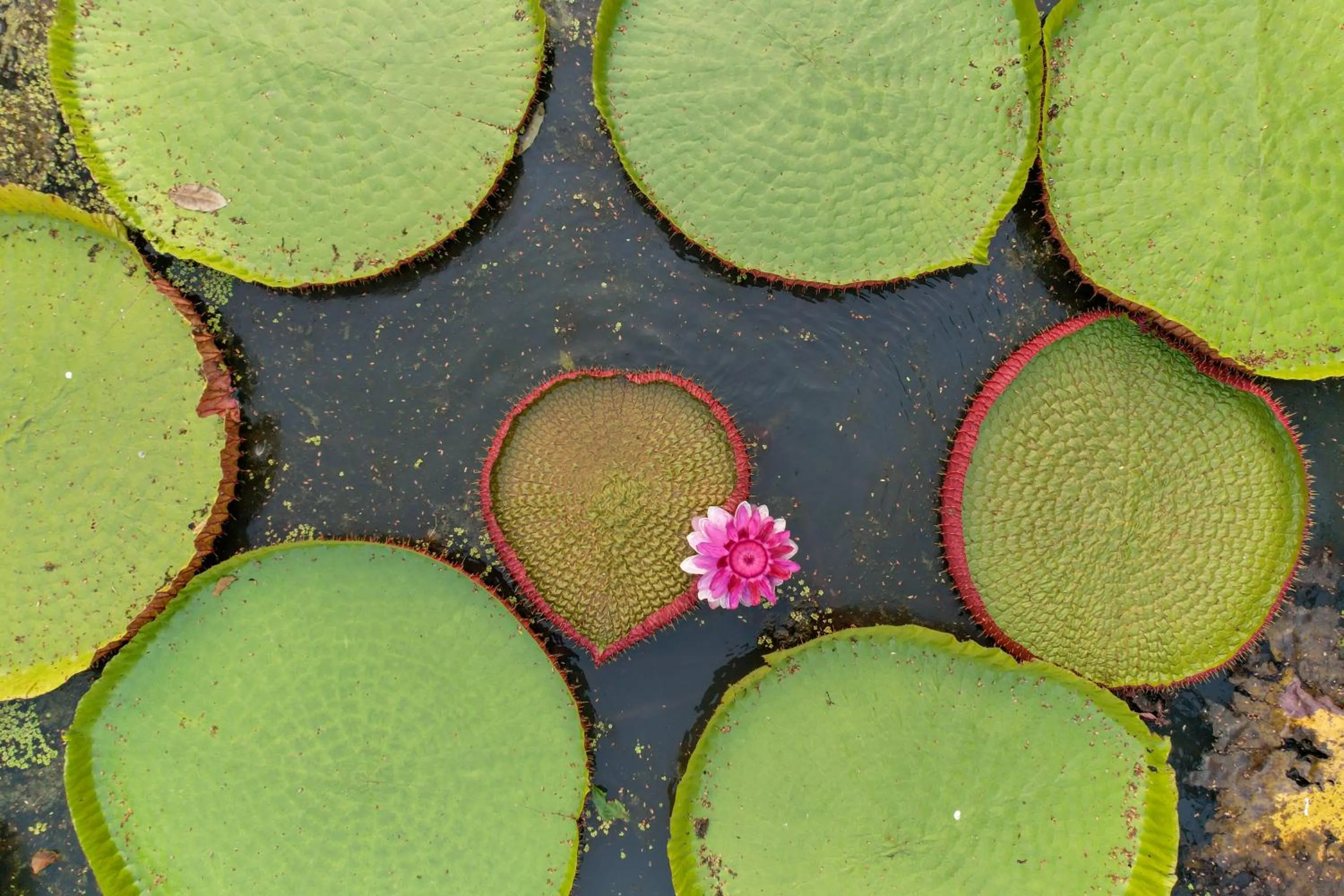 Garden in BaanRai KhunYa บ้านไร่คุณย่า