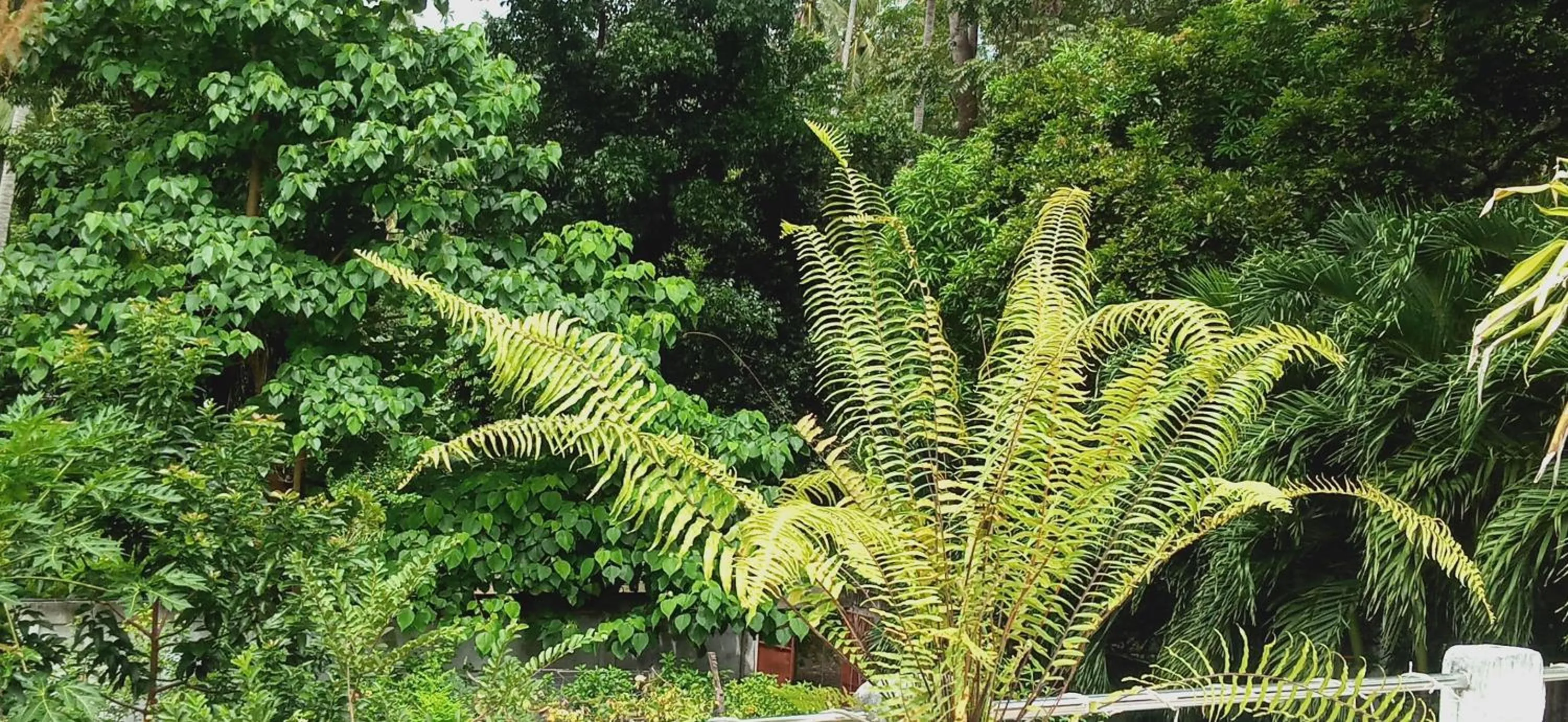 Natural landscape in Riverside at Aninuan Accommodation and Food