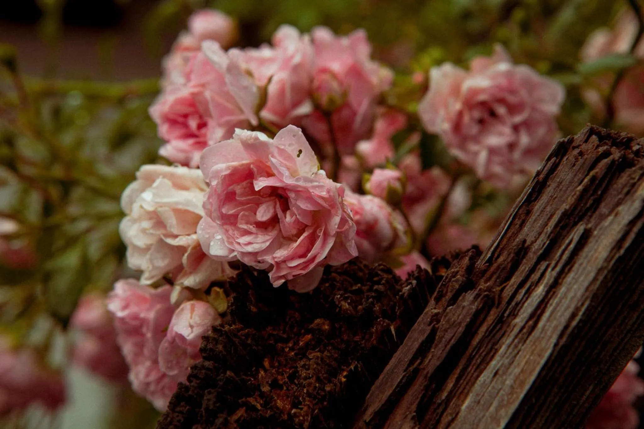 Garden in Hotel Zur Post