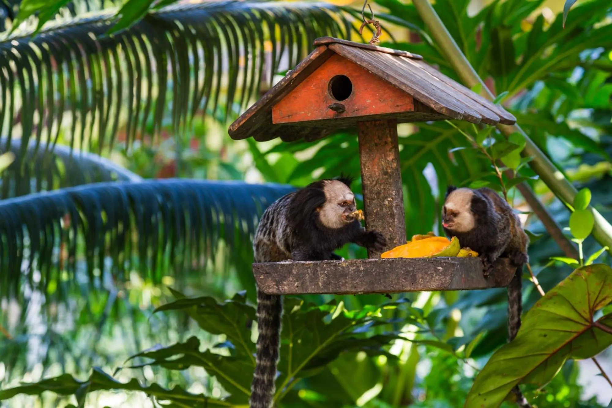 Animals in Arraial Bangalô Praia Hotel
