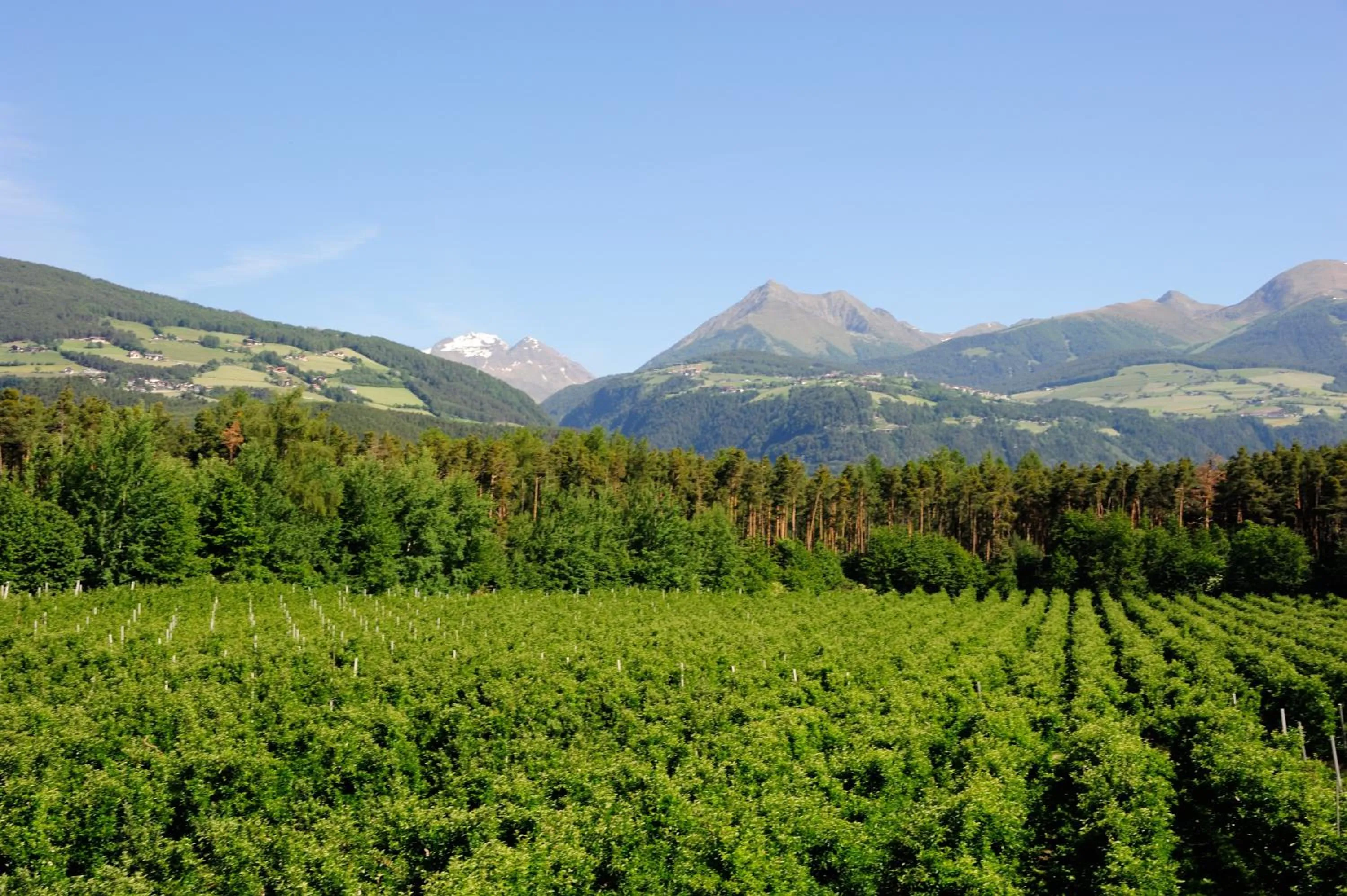 Natural landscape in Hotel Flötscherhof