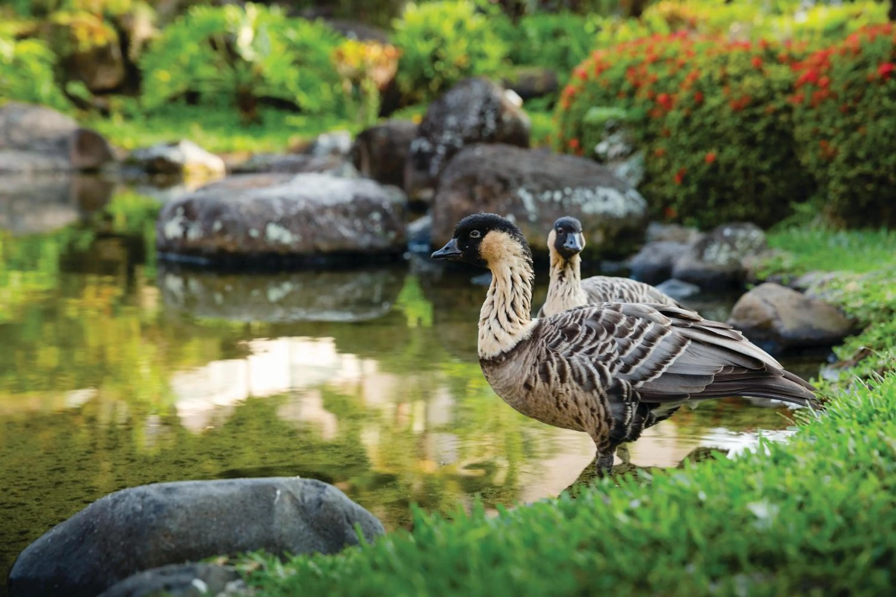 View (from property/room) in Marriott's Kaua'i Beach Club