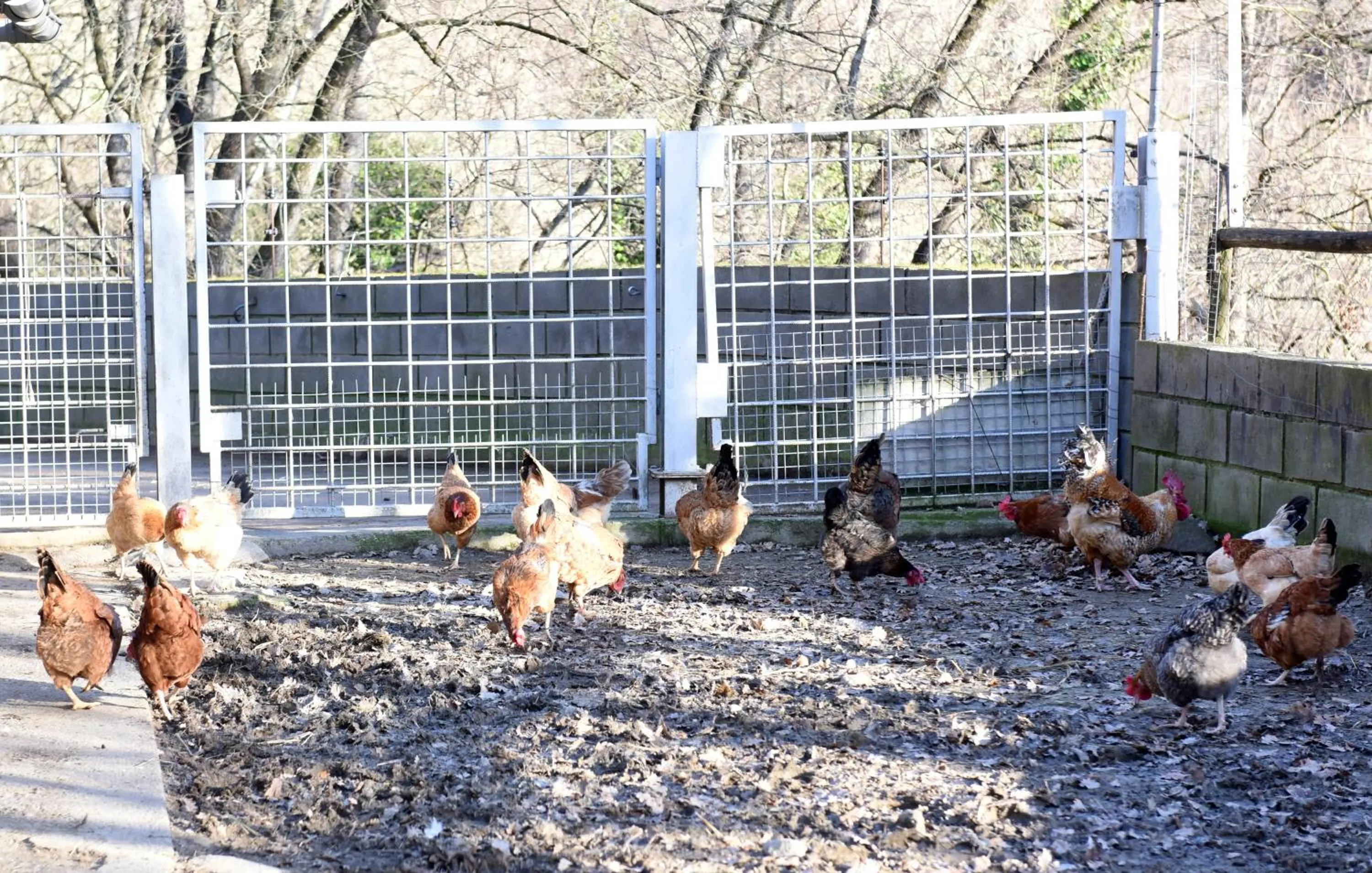 Animals in Turisme Rural Mas Isoles