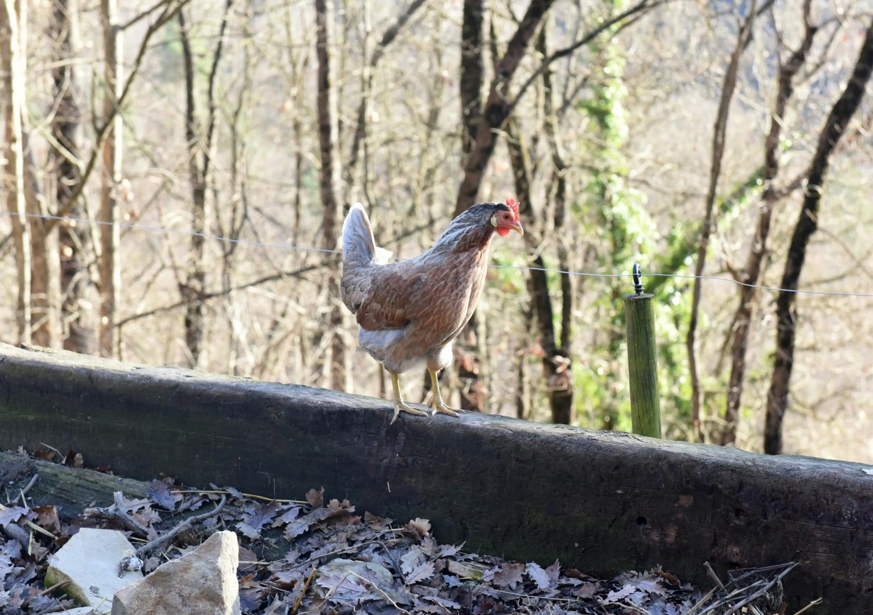 Animals in Turisme Rural Mas Isoles