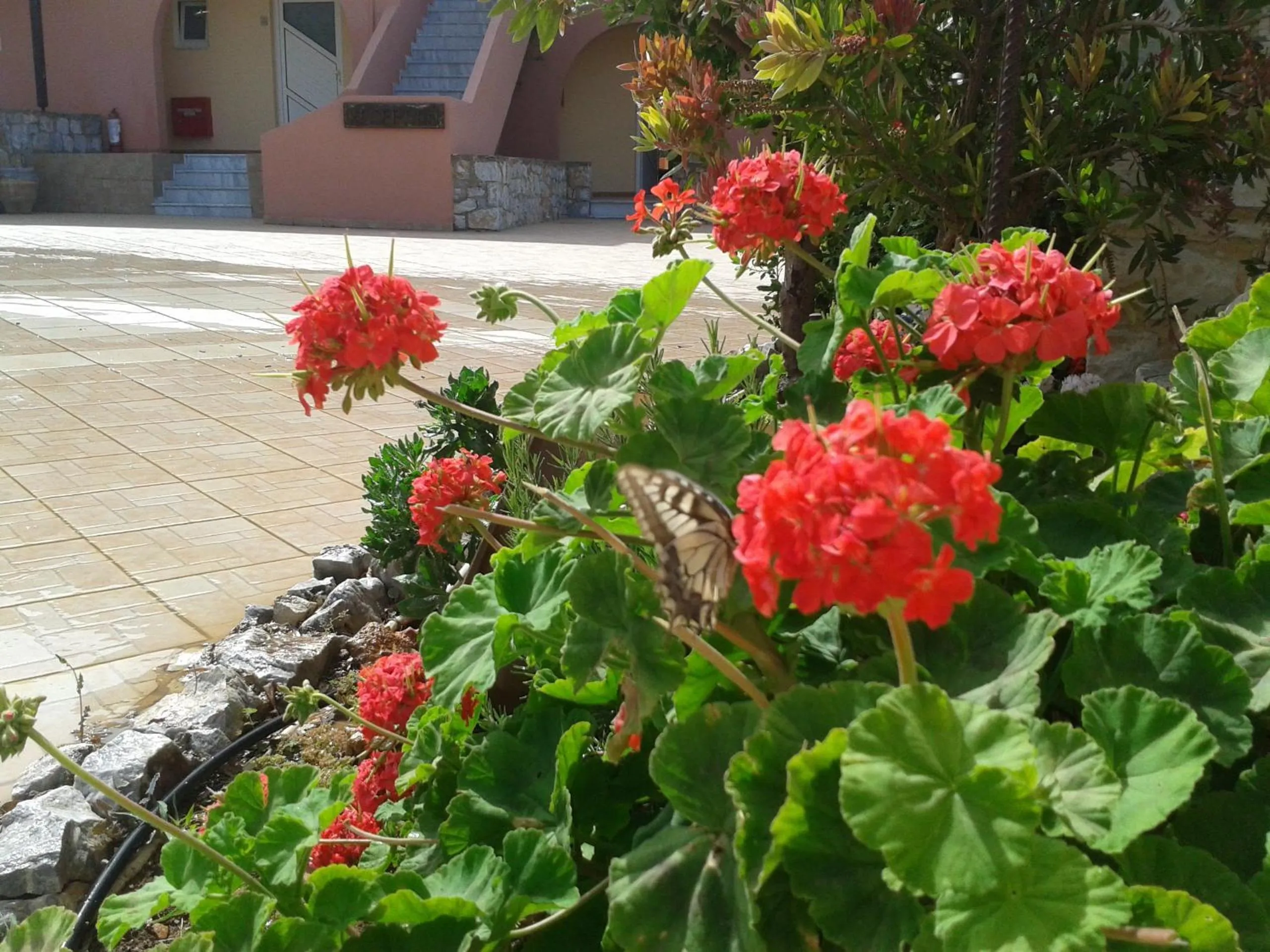 Garden in Kallicrates Village
