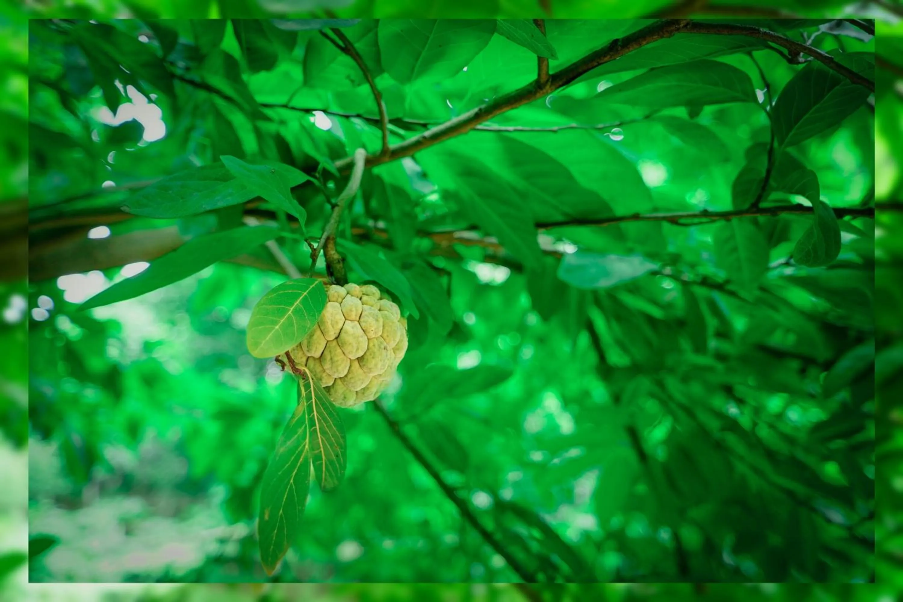 Garden in Ambassador Ajanta Hotel, Aurangabad