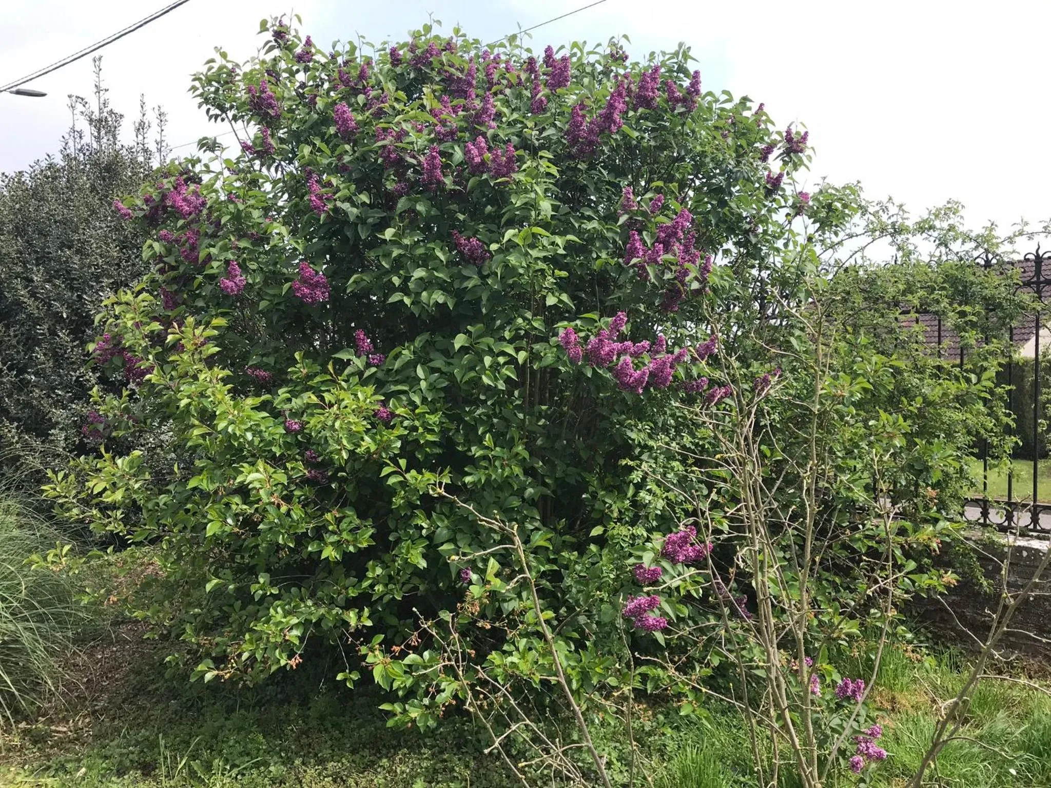 Chambre d'hôtes "COQUELICOT"