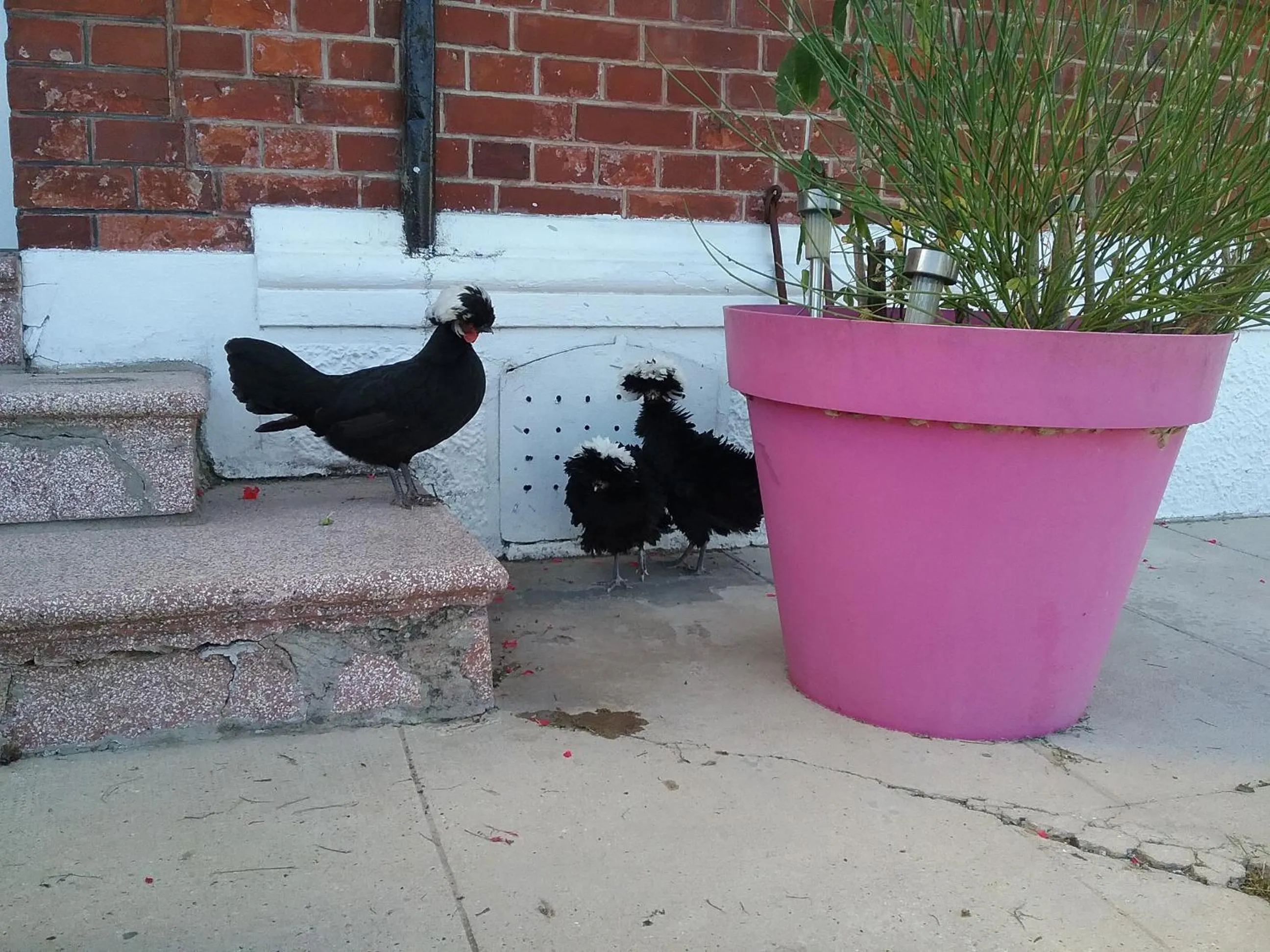 Pets in Chambre d'hôtes "COQUELICOT"