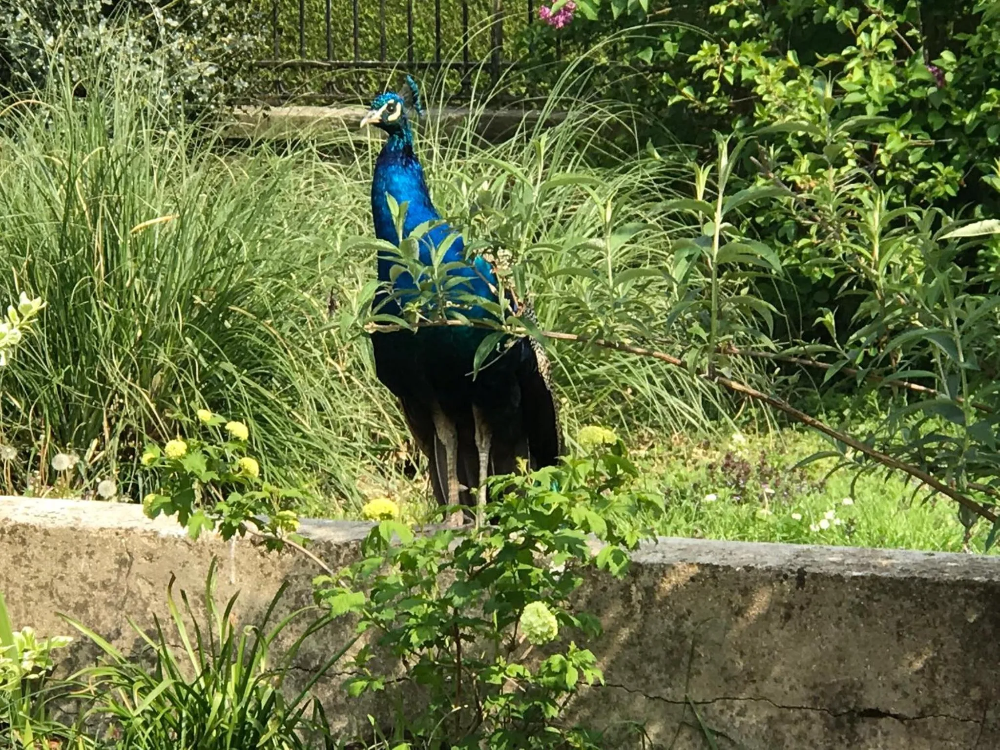 Chambre d'hôtes "COQUELICOT"