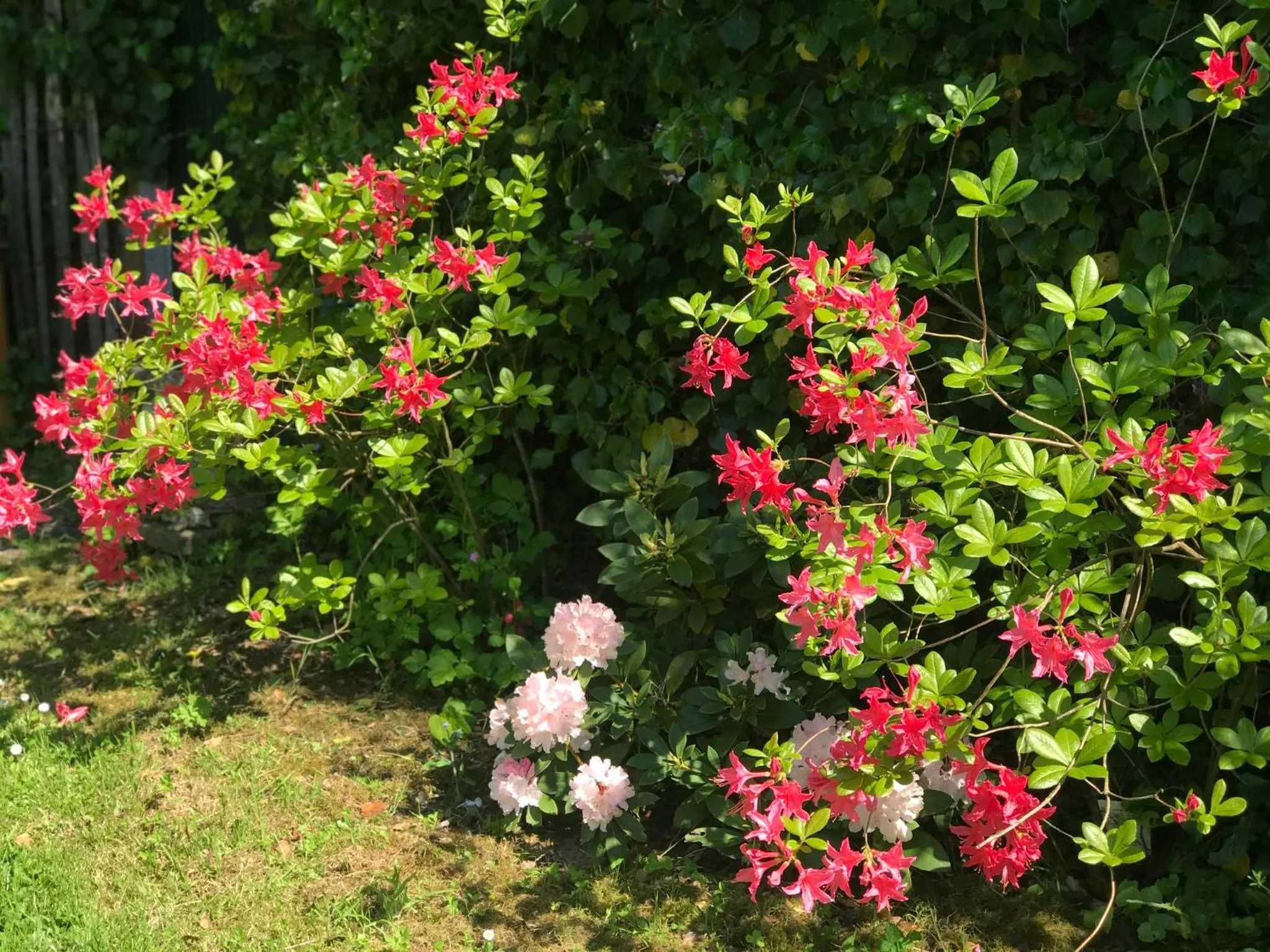 Chambre d'hôtes "COQUELICOT"