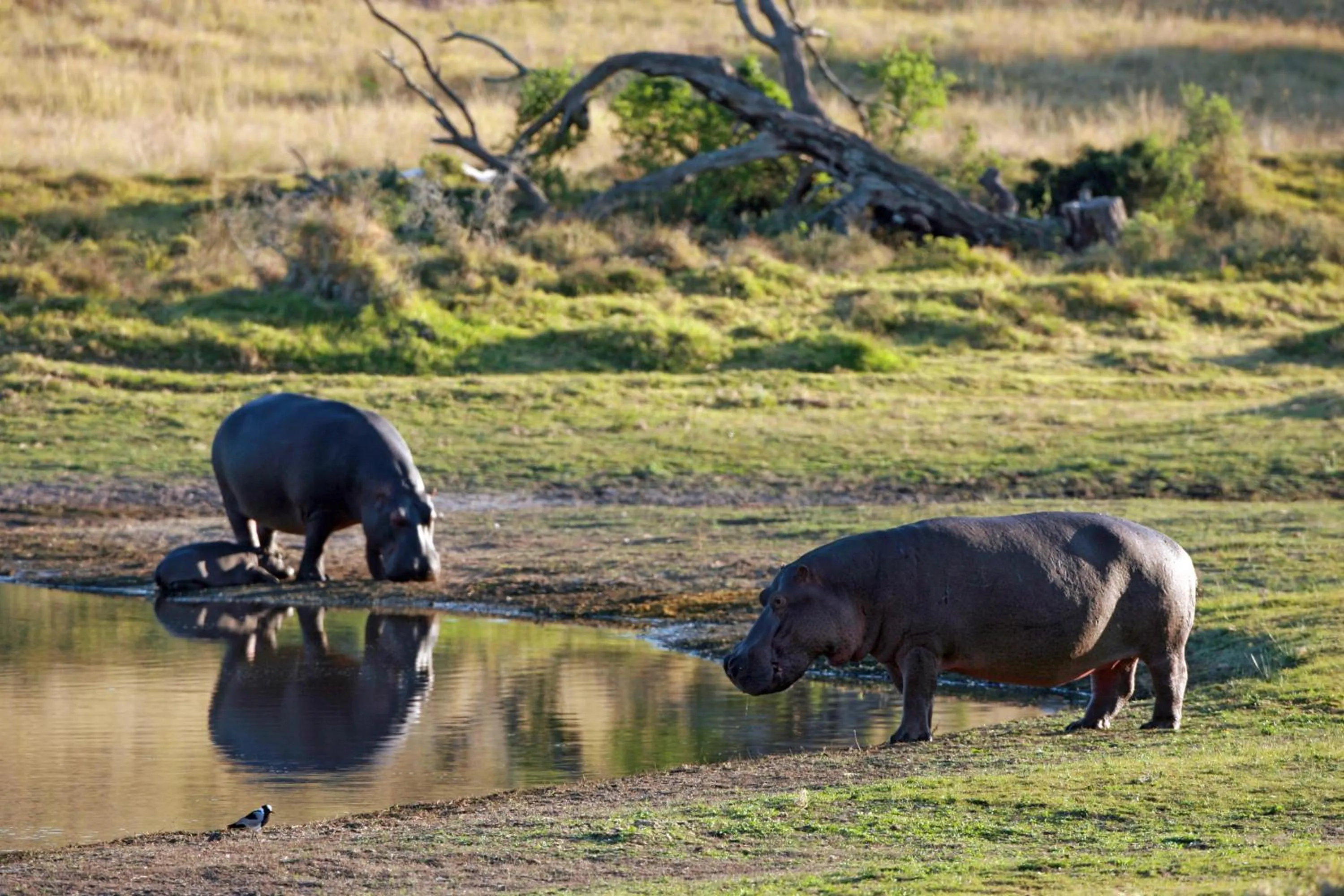 Lalibela Wildlife Reserve - Inzolo Lodge