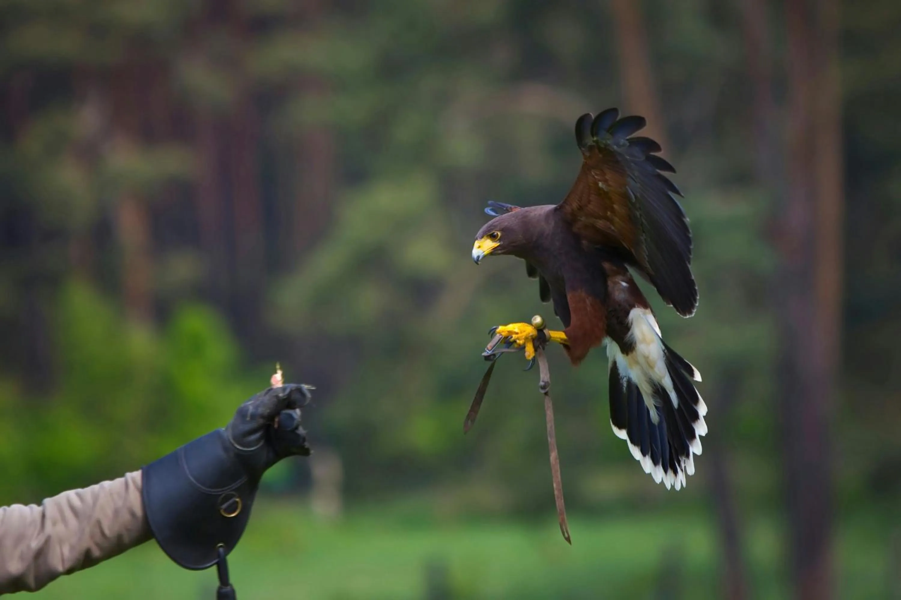 Other in The Ritz-Carlton Reynolds, Lake Oconee